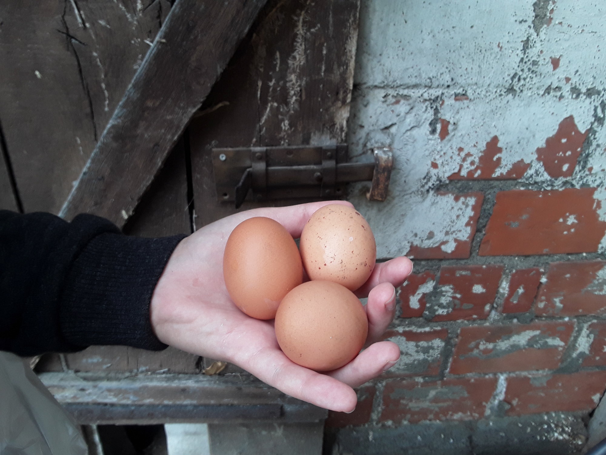 Isa Brown eggs