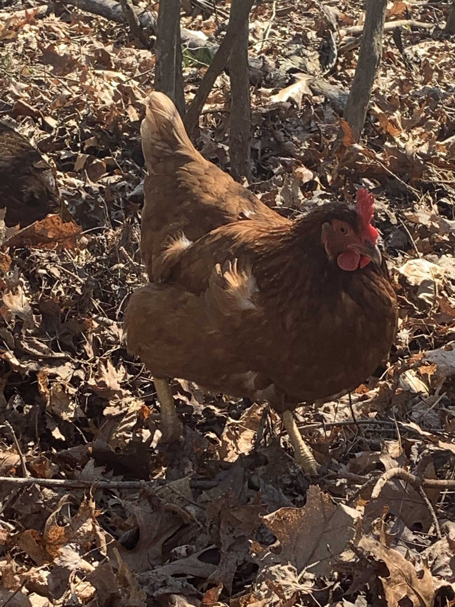 Isa Brown hen
