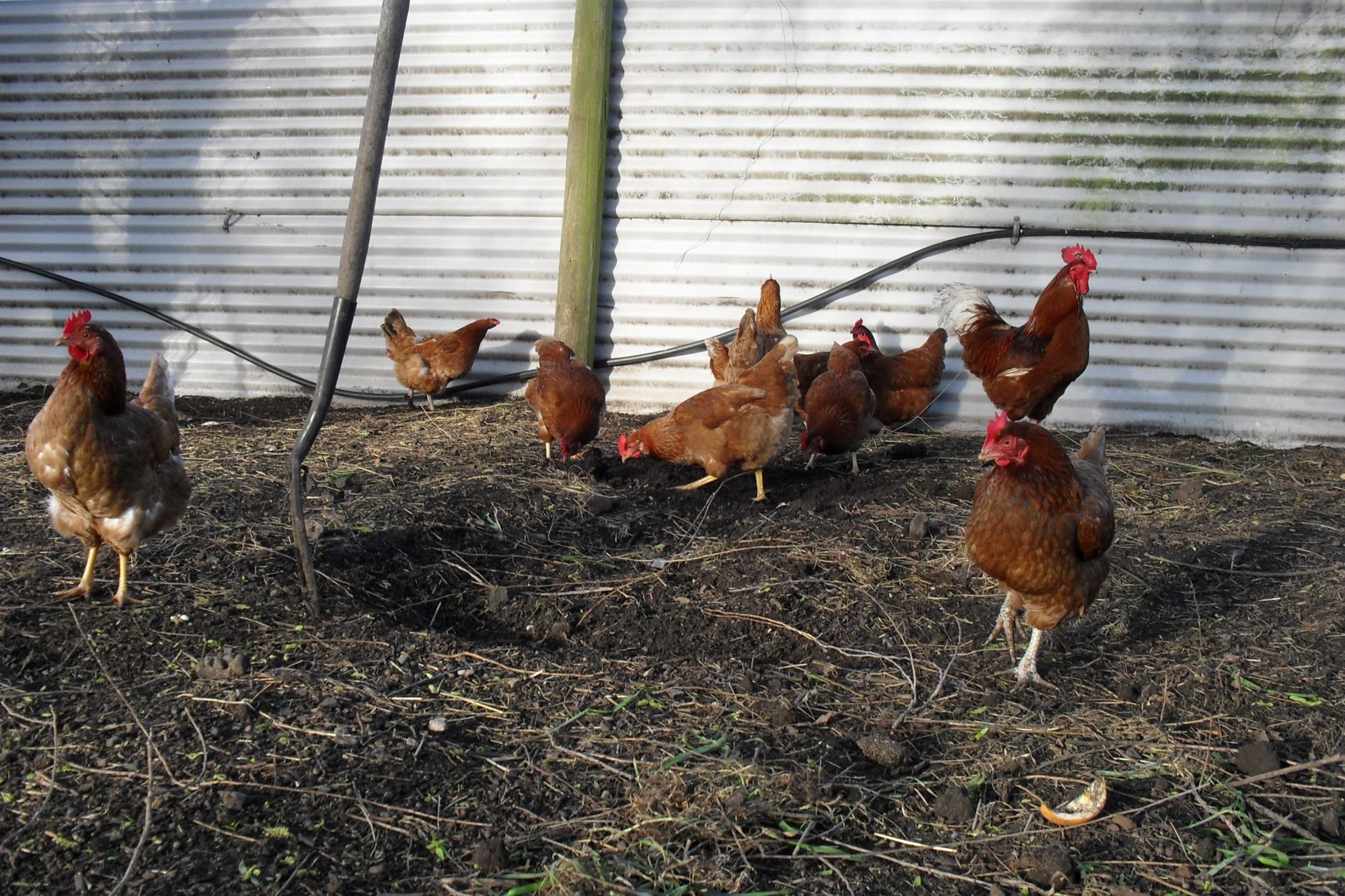 Isa Brown hens & rooster.
