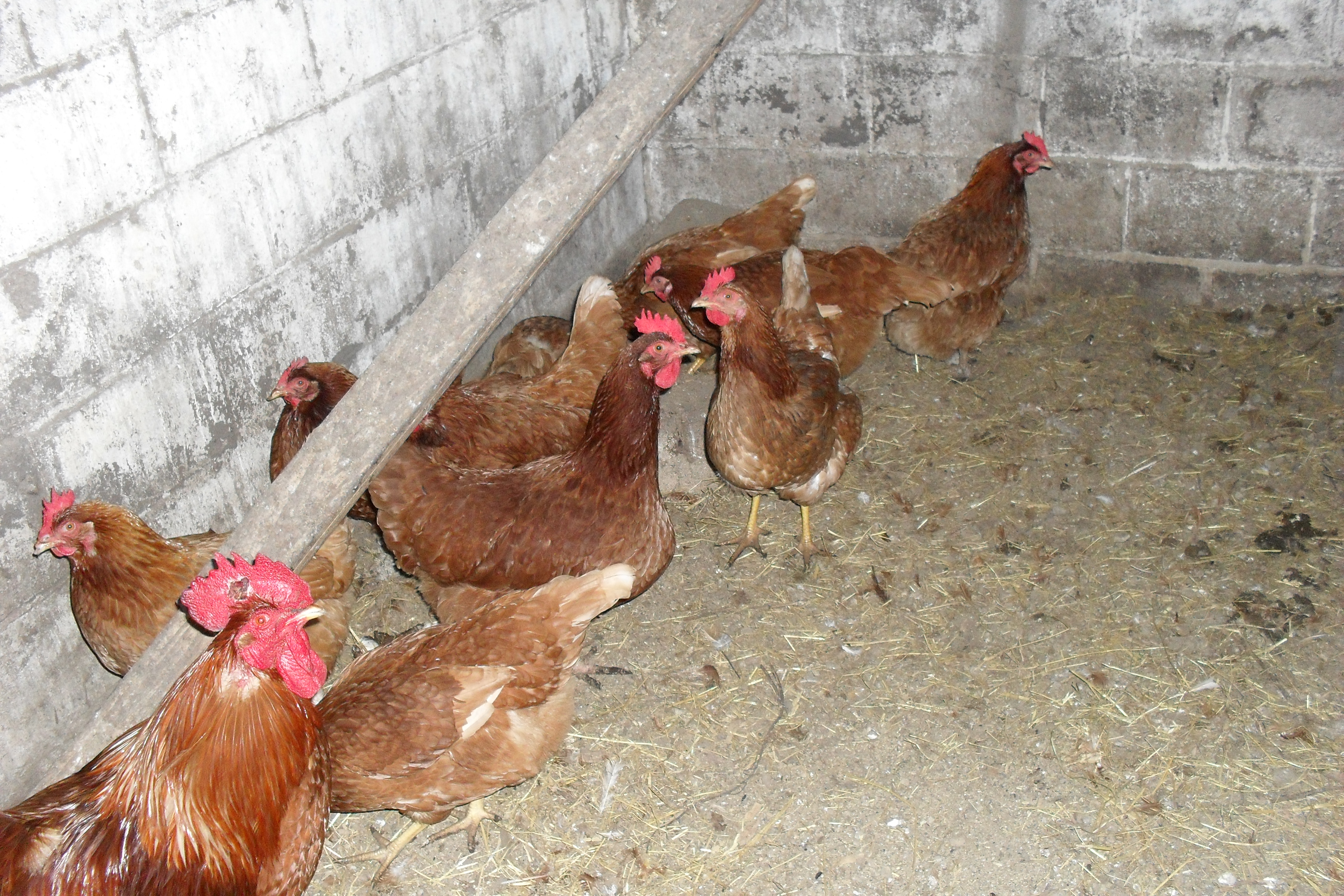 Isa Brown hens & rooster.