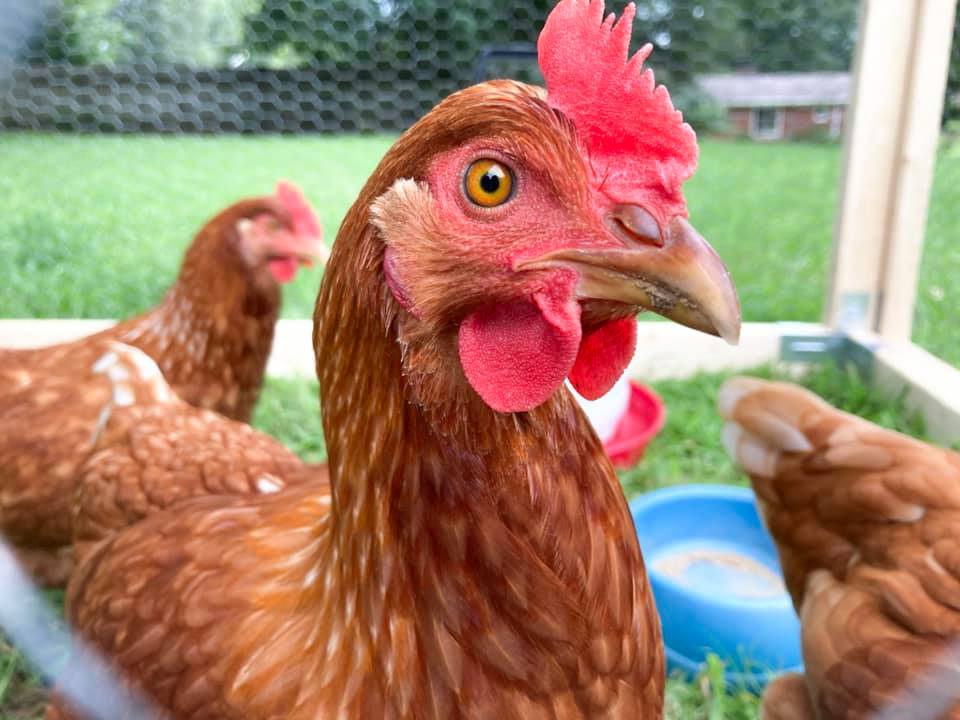 ISA Brown Up Close 1.jpg | BackYard Chickens - Learn How to Raise Chickens