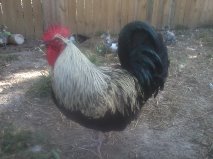 Isabel Black Orp - out of Isabel Lav roo and Heritage Black Orp hen. ForSale