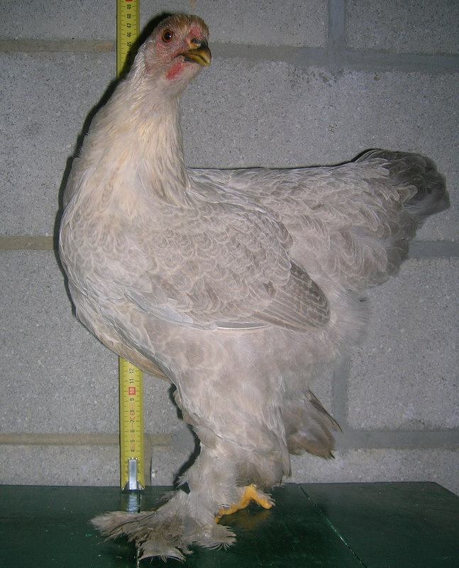 Isabel Double Laced Brahma  BackYard Chickens - Learn How to