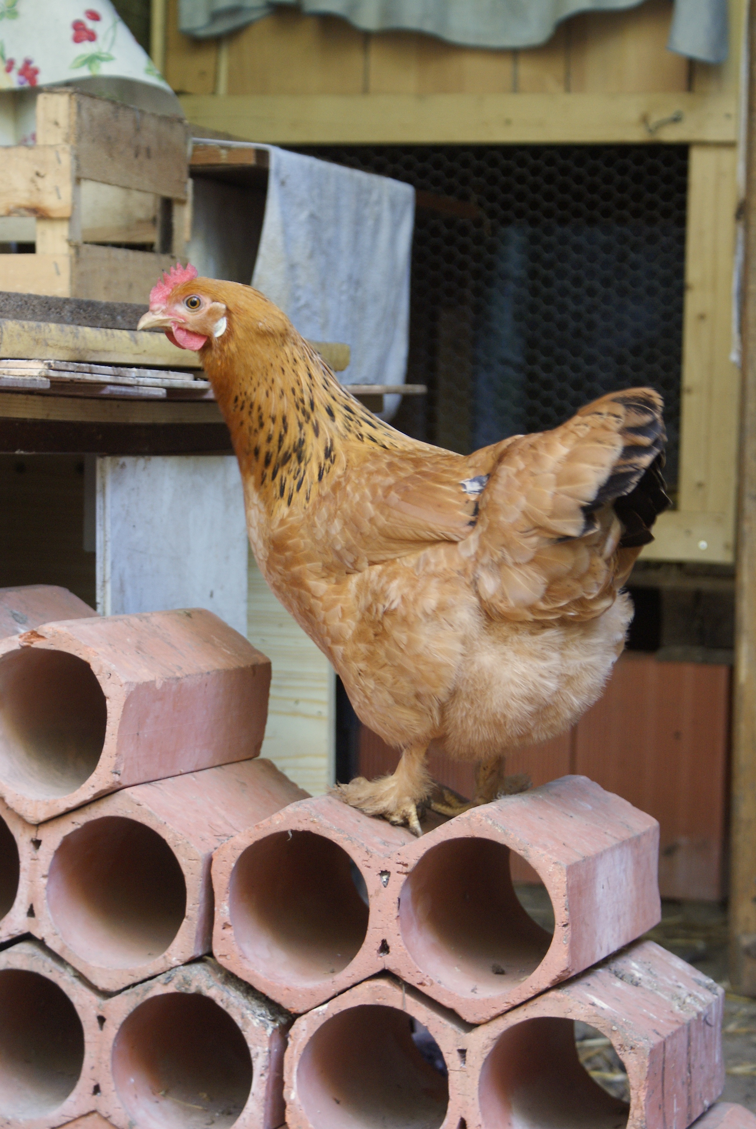 Isabel getting ready to lay an egg.