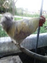 Isabel Lav Orp - molting