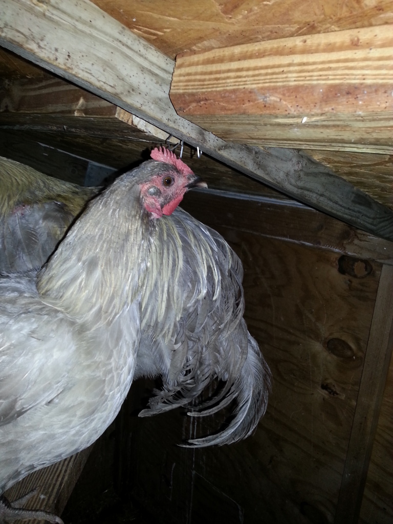 Isabel Orpington Pair