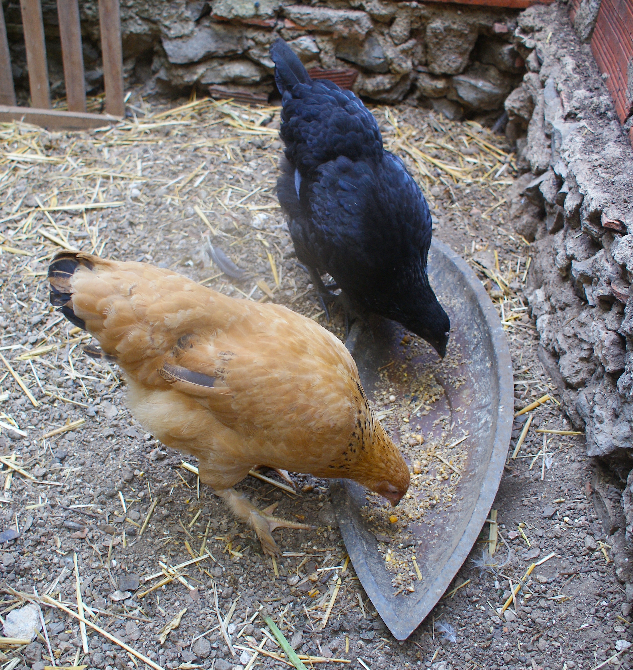 Isabel (the yellow one) and Lucrezia (the little "crow"). They are mixed breed with Silkie ancestry. Along with the rooster, they are the eldest of all my birds - still teenagers, though!