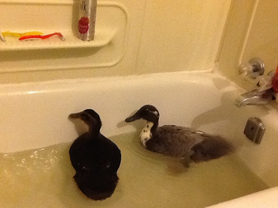 Isabella  and Duckie taken a swim in the bath tub. LoL