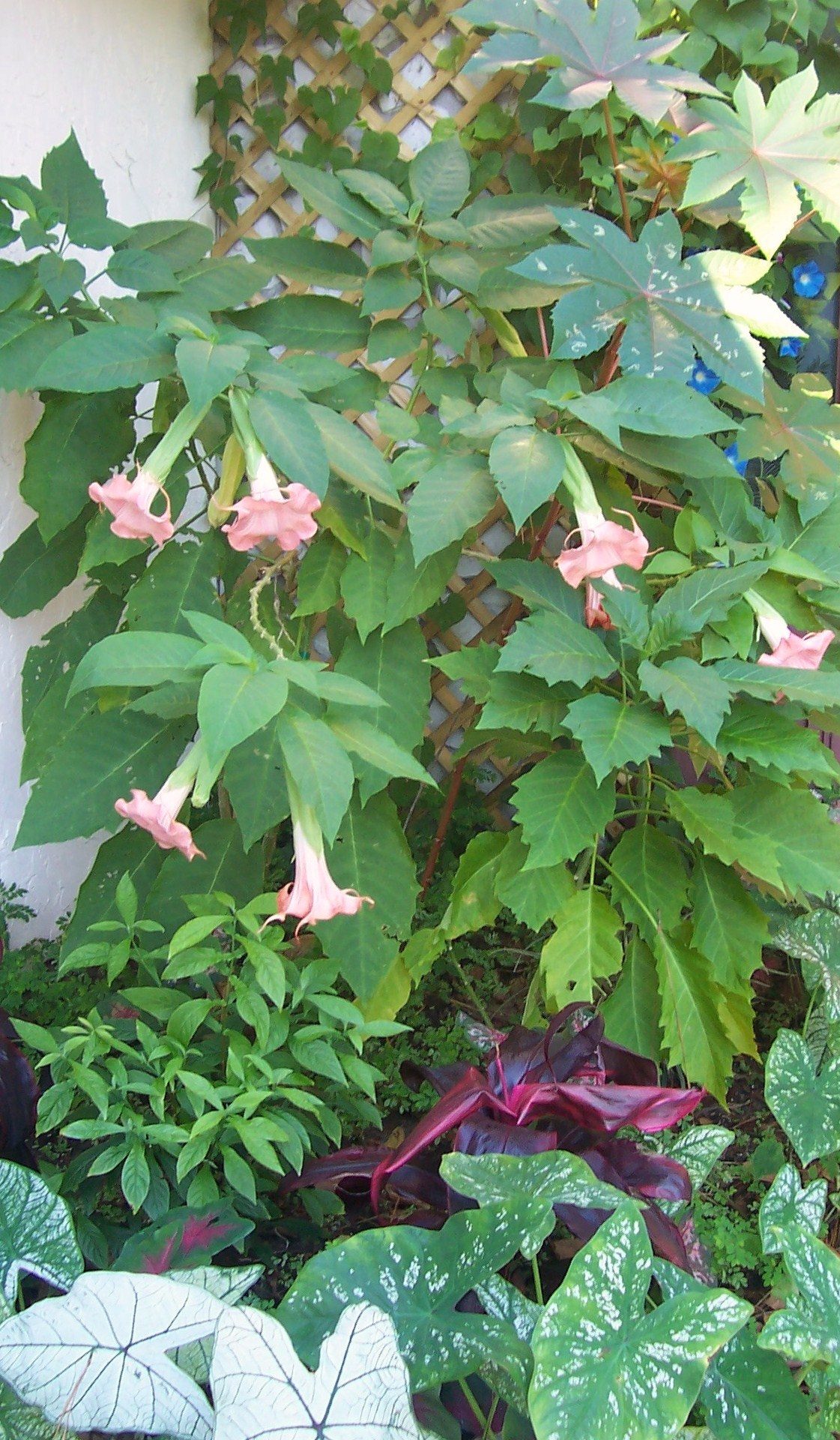 Isabella brugmansia