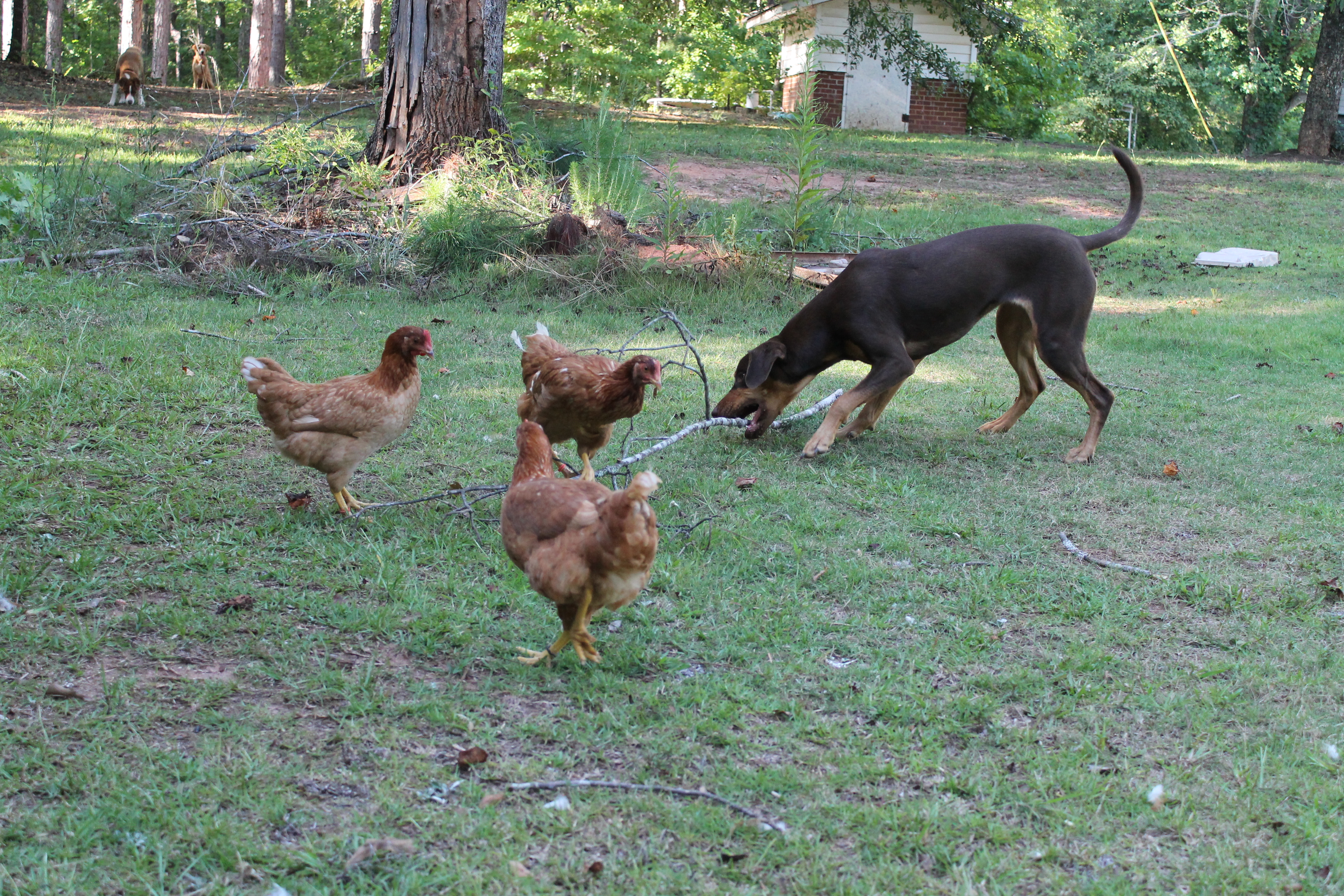 Isabella tried to play fetch with the Chickie Darlings.