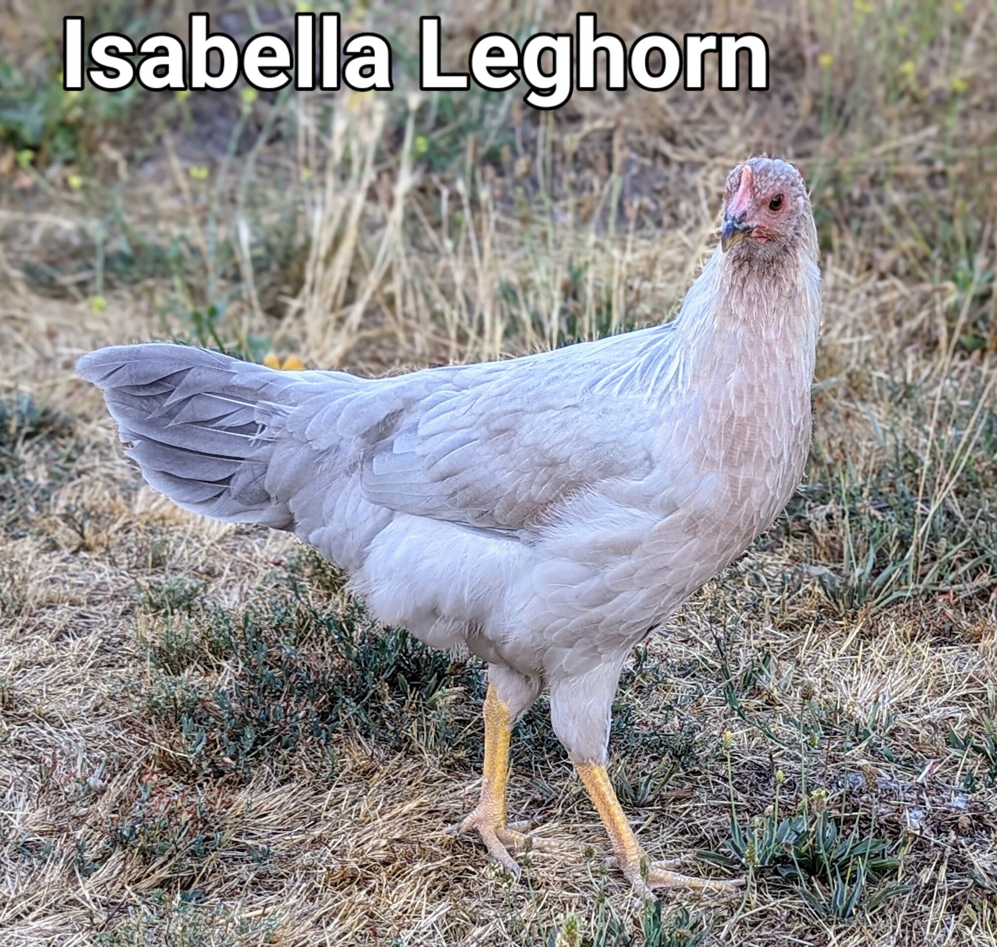 IsabellaLeghorn.jpg