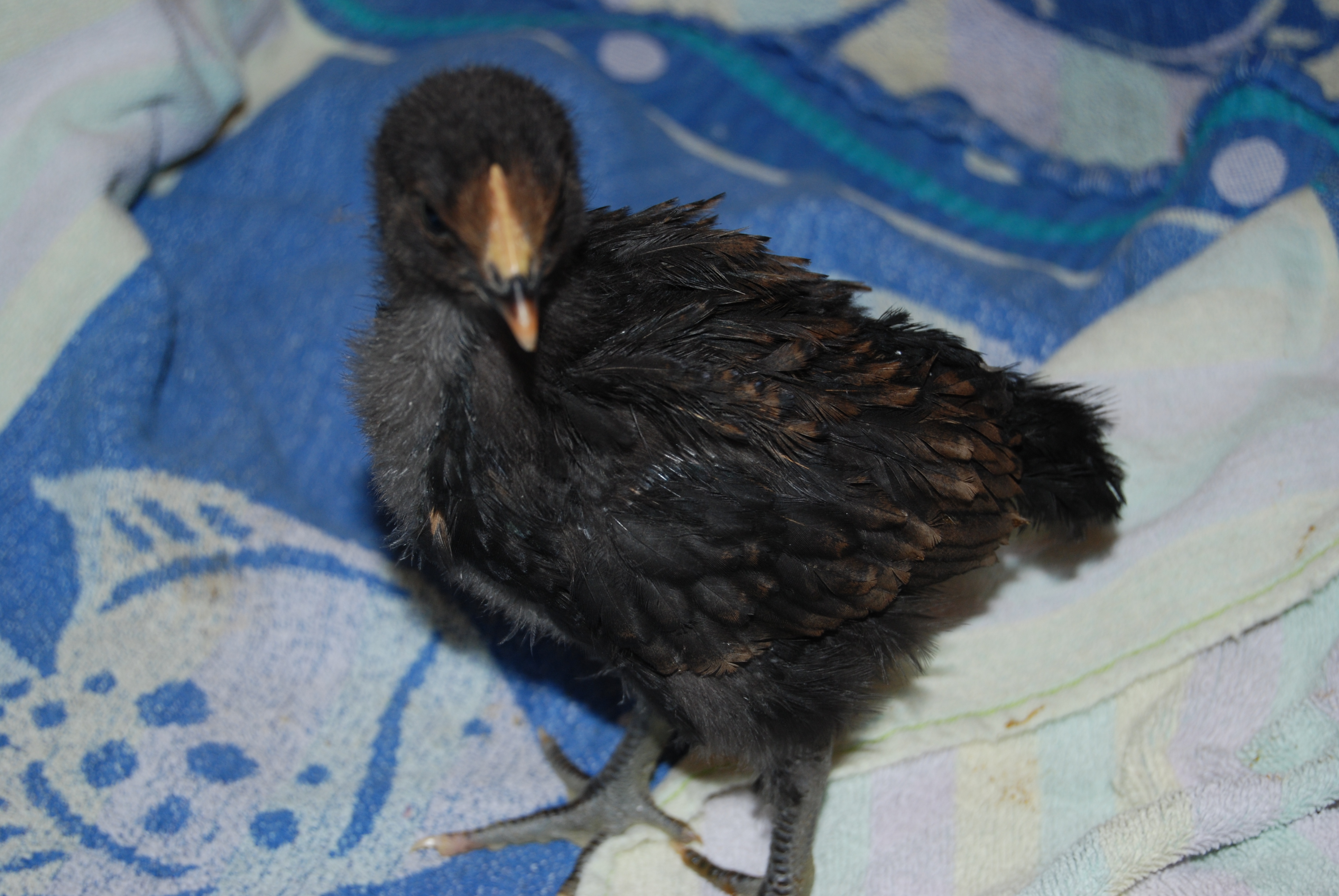 Isabelle 3 wks.