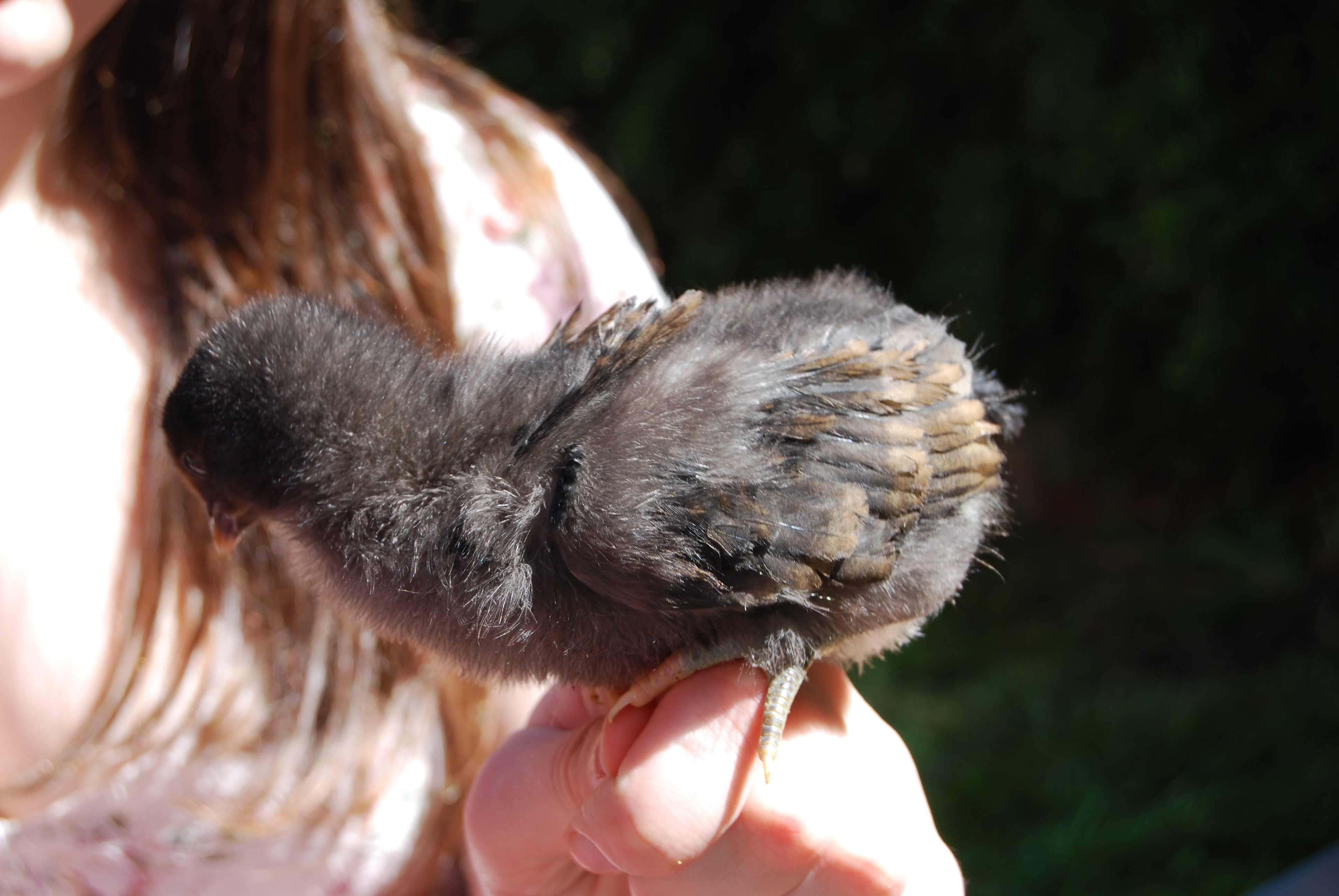 Isabelle/Izzy the only black orpington to hatch. wing shot