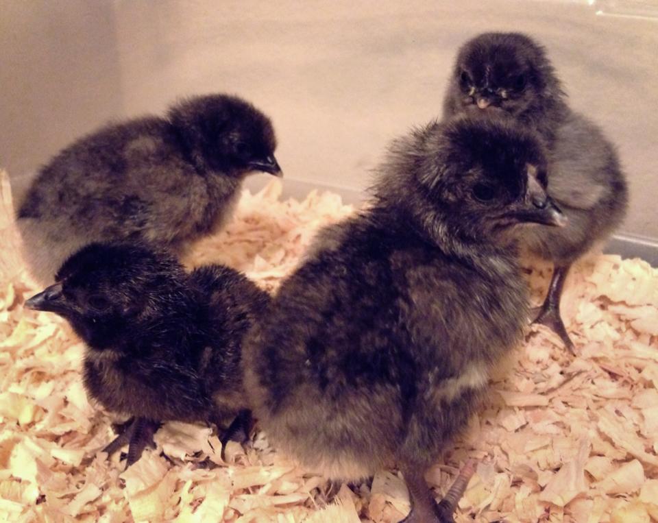 Isbar chicks