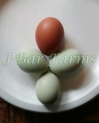Isbar eggs