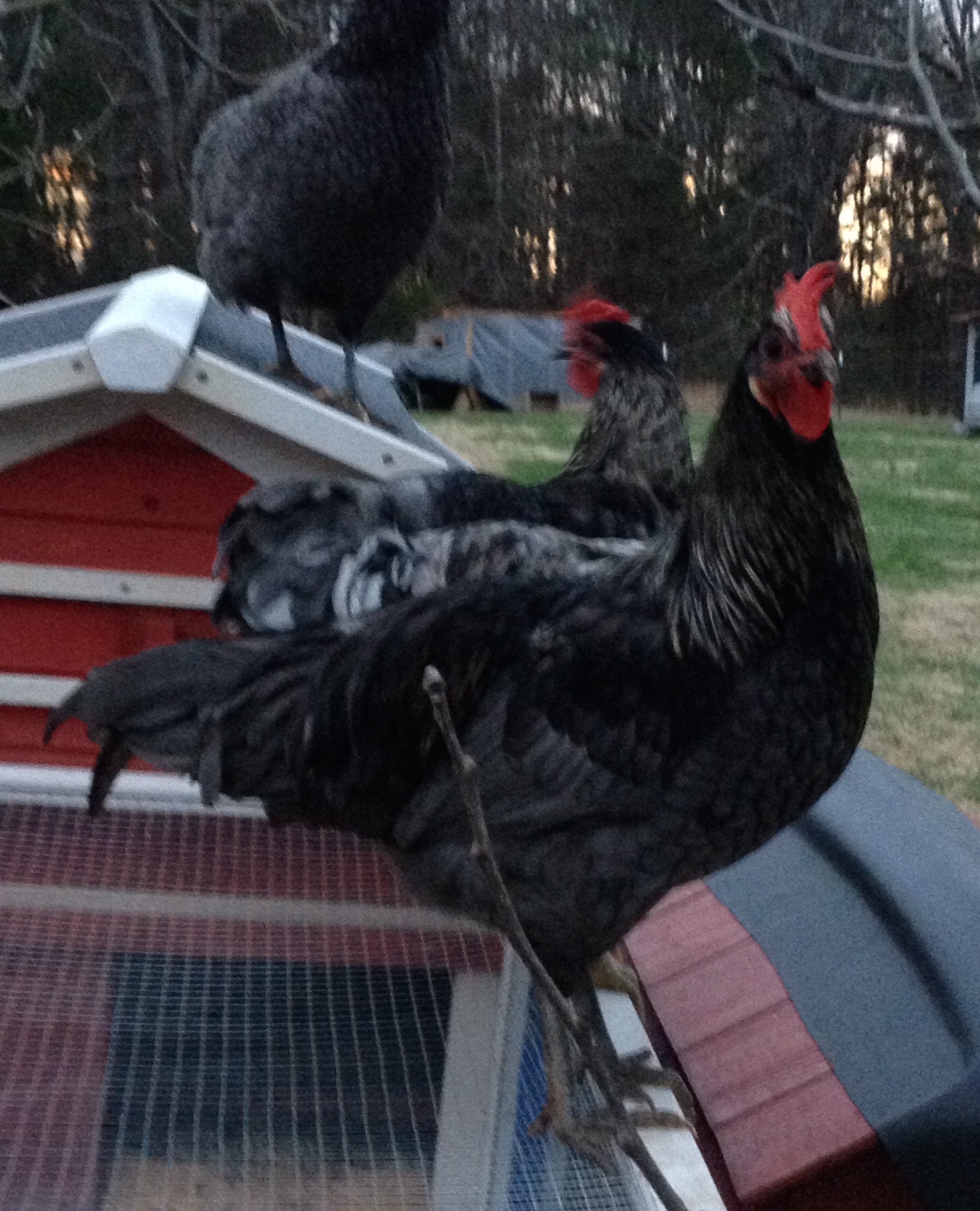 Isbar roosters. Original import