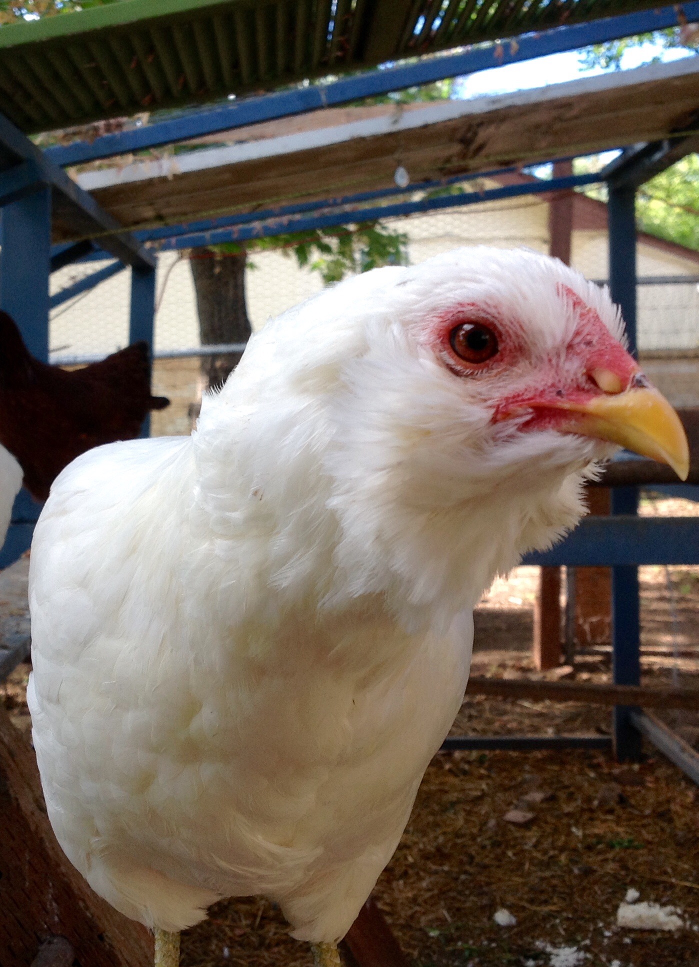 Isis - Easter Egger