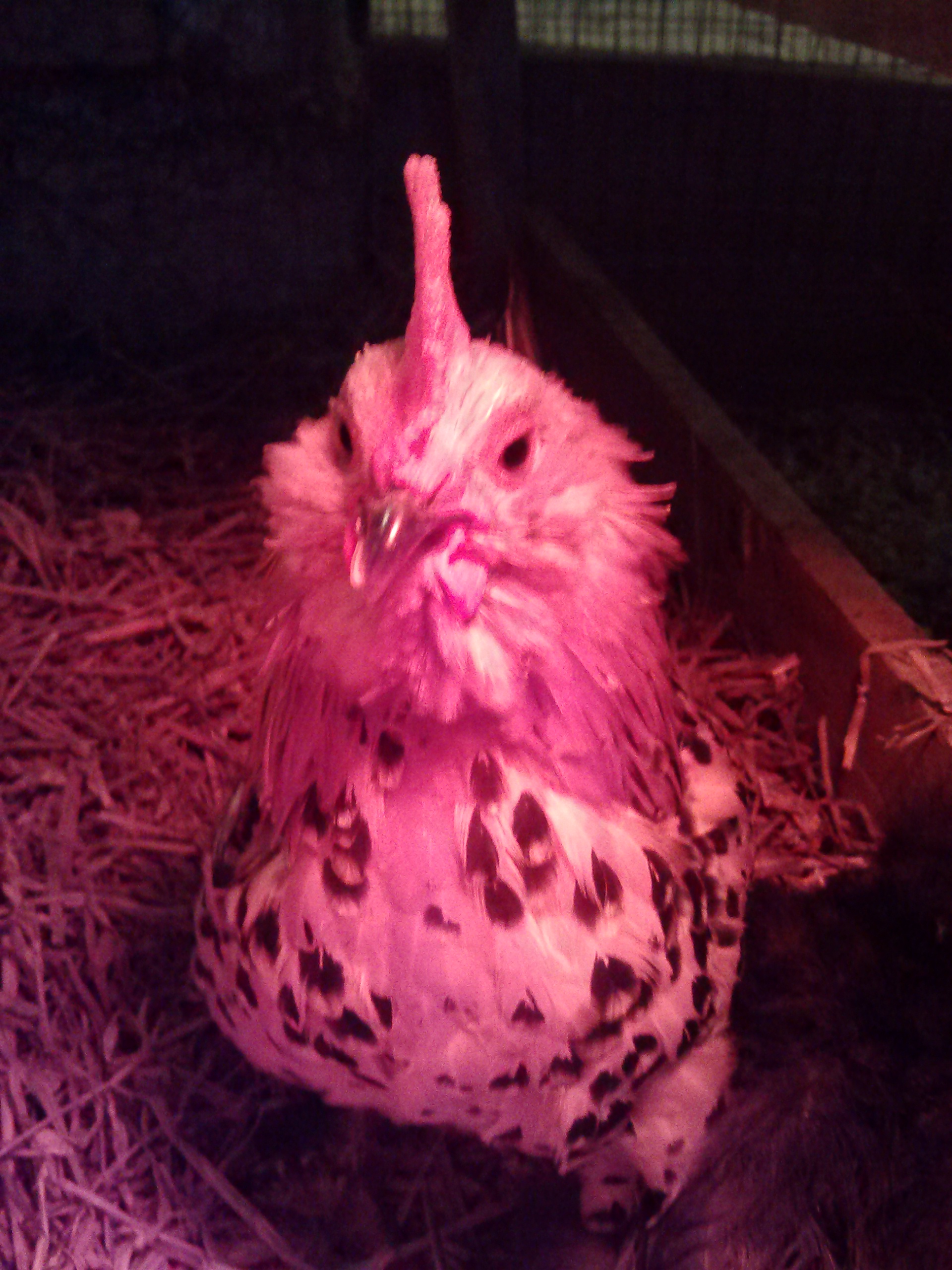 Isnt Hansel pretty handsome! <3 He is so sweet to.