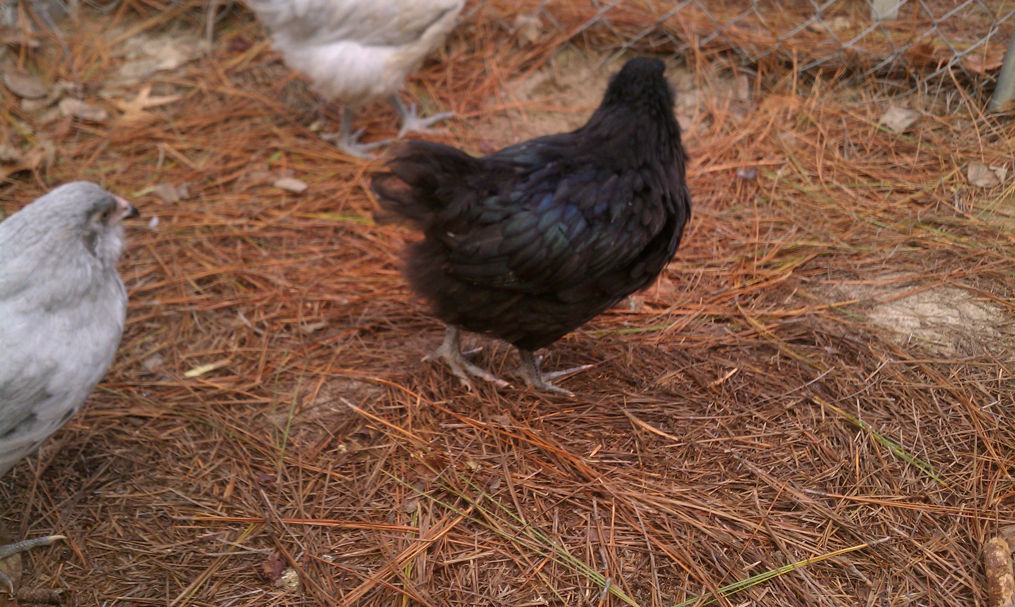 Isn't he pretty?!?!