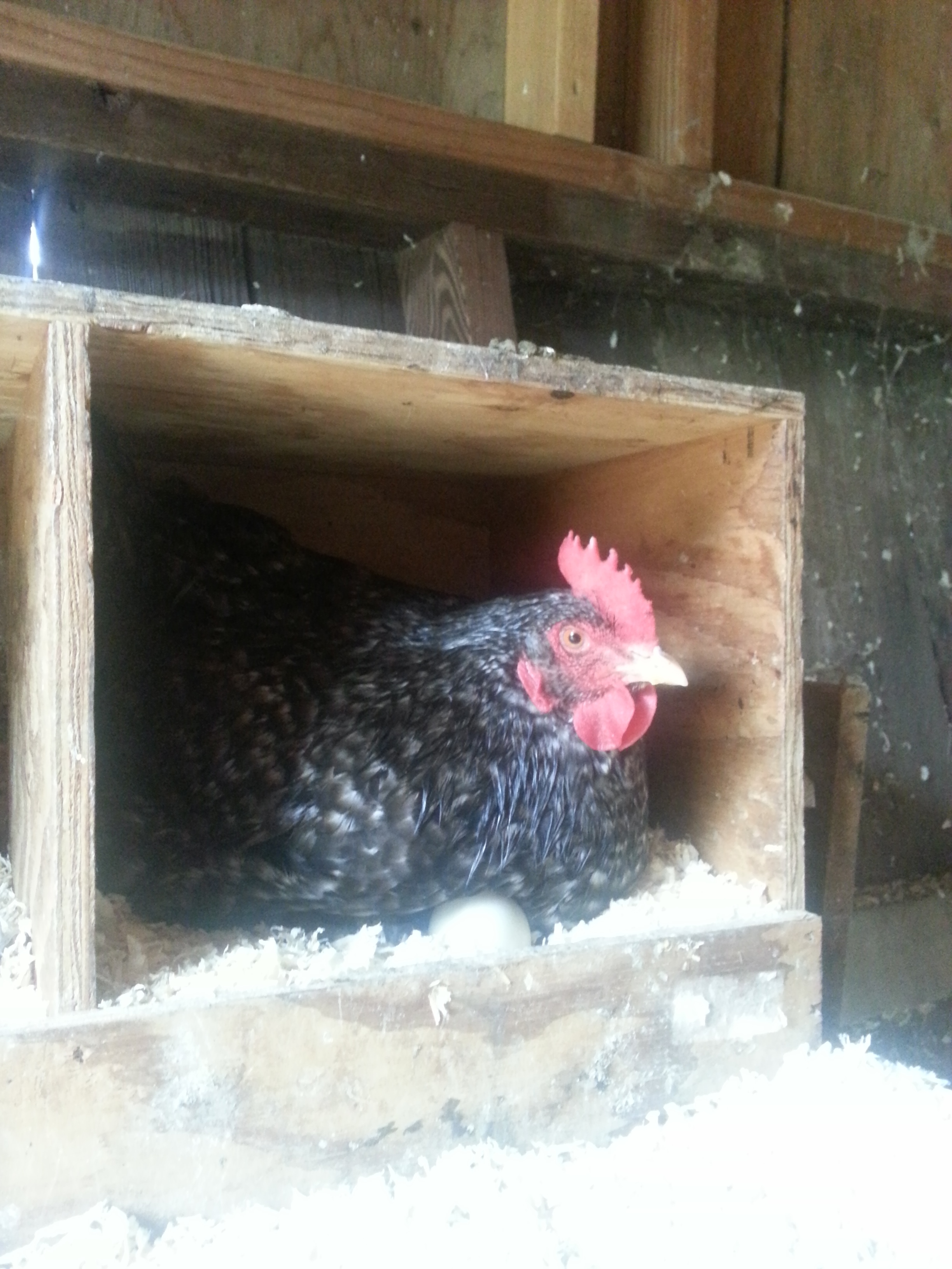 Isn't she cute? She never moved an inch while I was snapping away and I never got a great shot of her (cell phone camera, of course). She was adorable and her comb was so bright red against the dark of her feathers. She is a coco maran. Rolo, she was a rescue from someone who had to move.She had mites, and i think that is where the flock got them, her and her two flocklings.