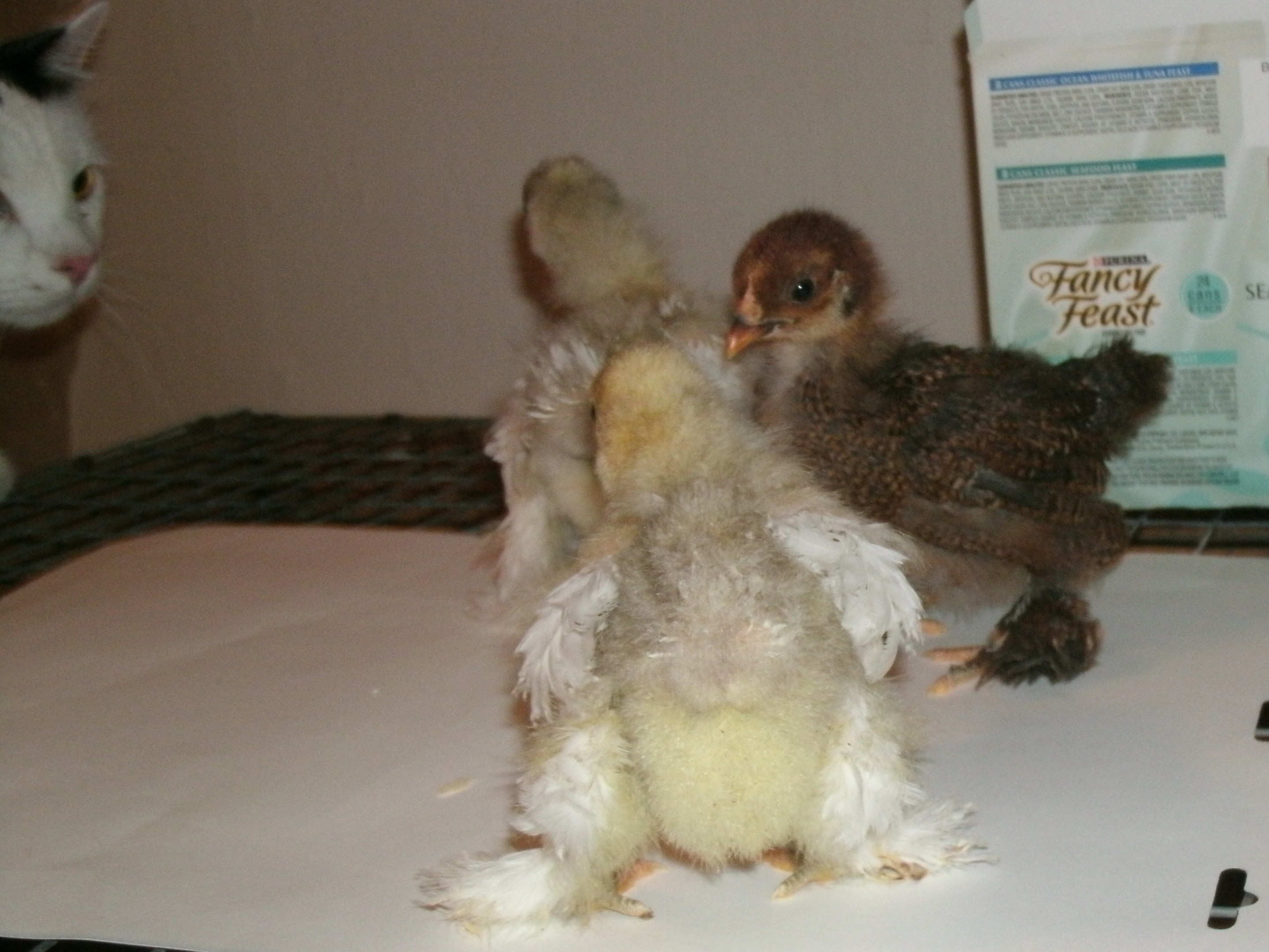 Isn't that the cutest lil chicken butt you've ever seen?
bantam Cochins