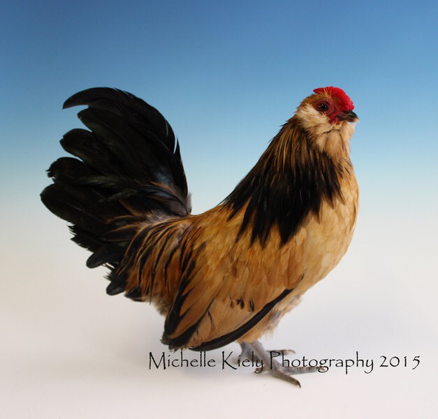 Ispf young bird show