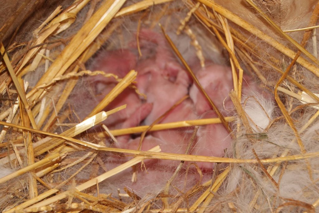 ist rabbit litter