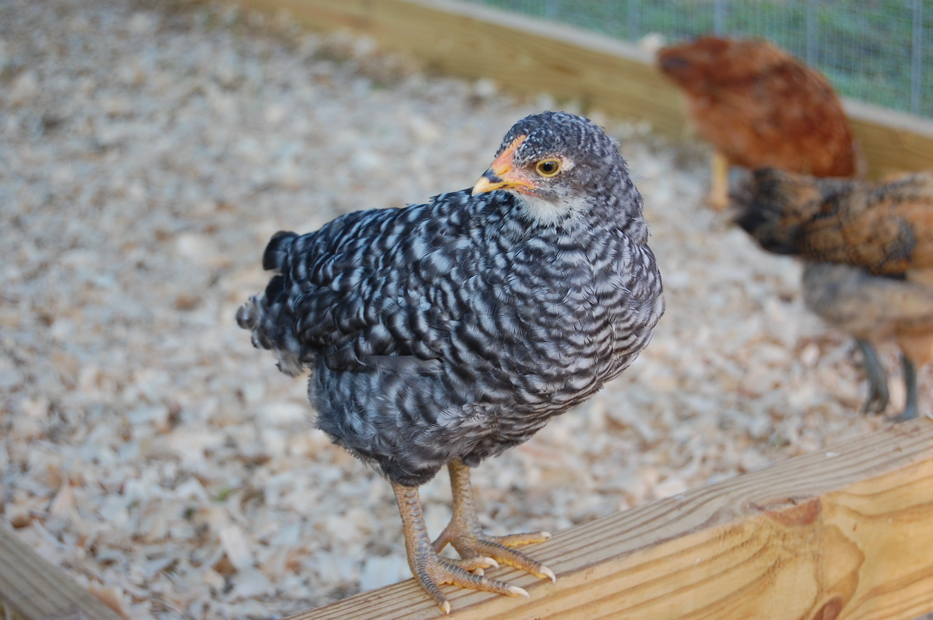 It appears that the Barred Rocks like to have their pics made, LOL!