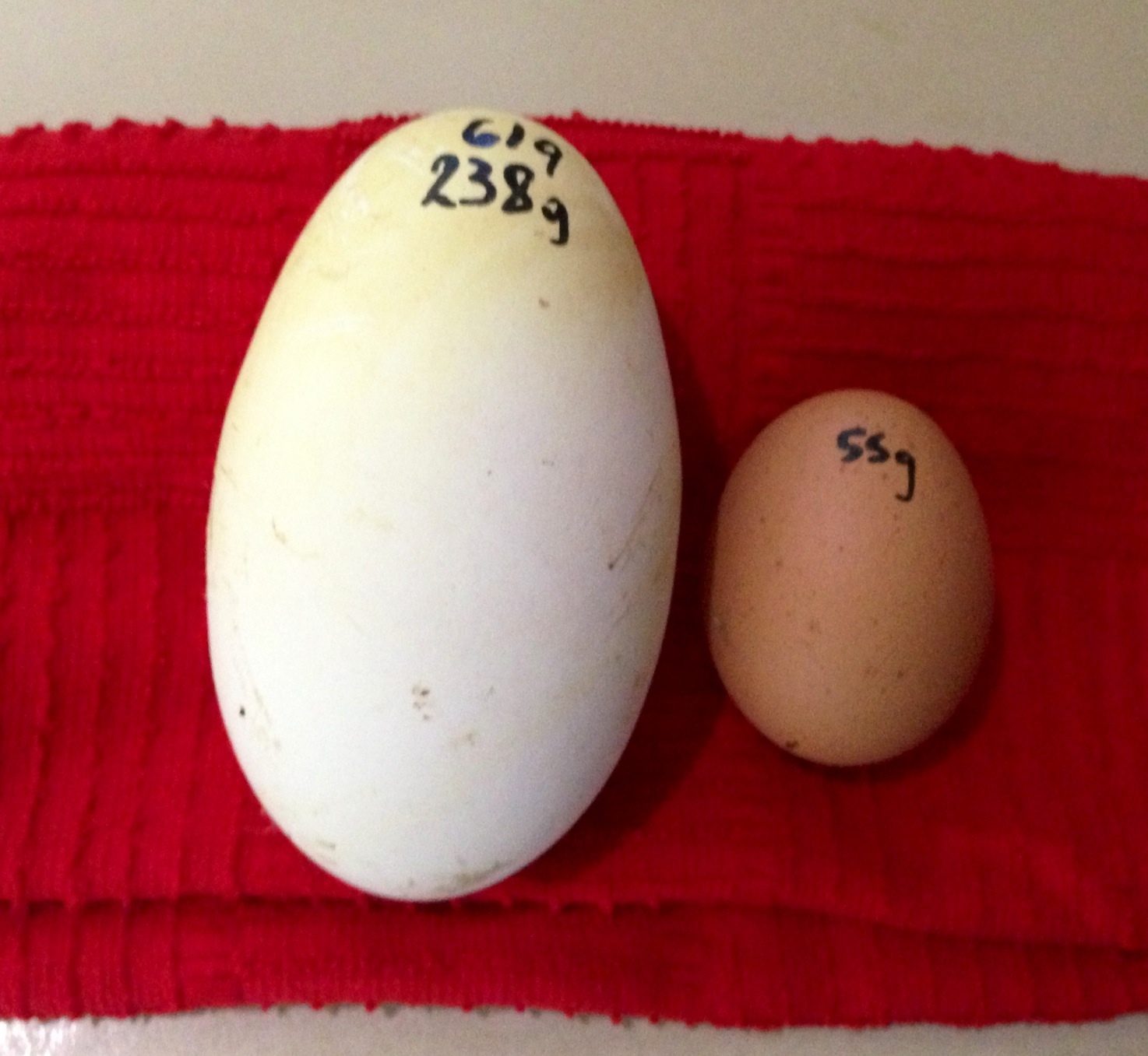 It certainly dwarfs the chicken egg