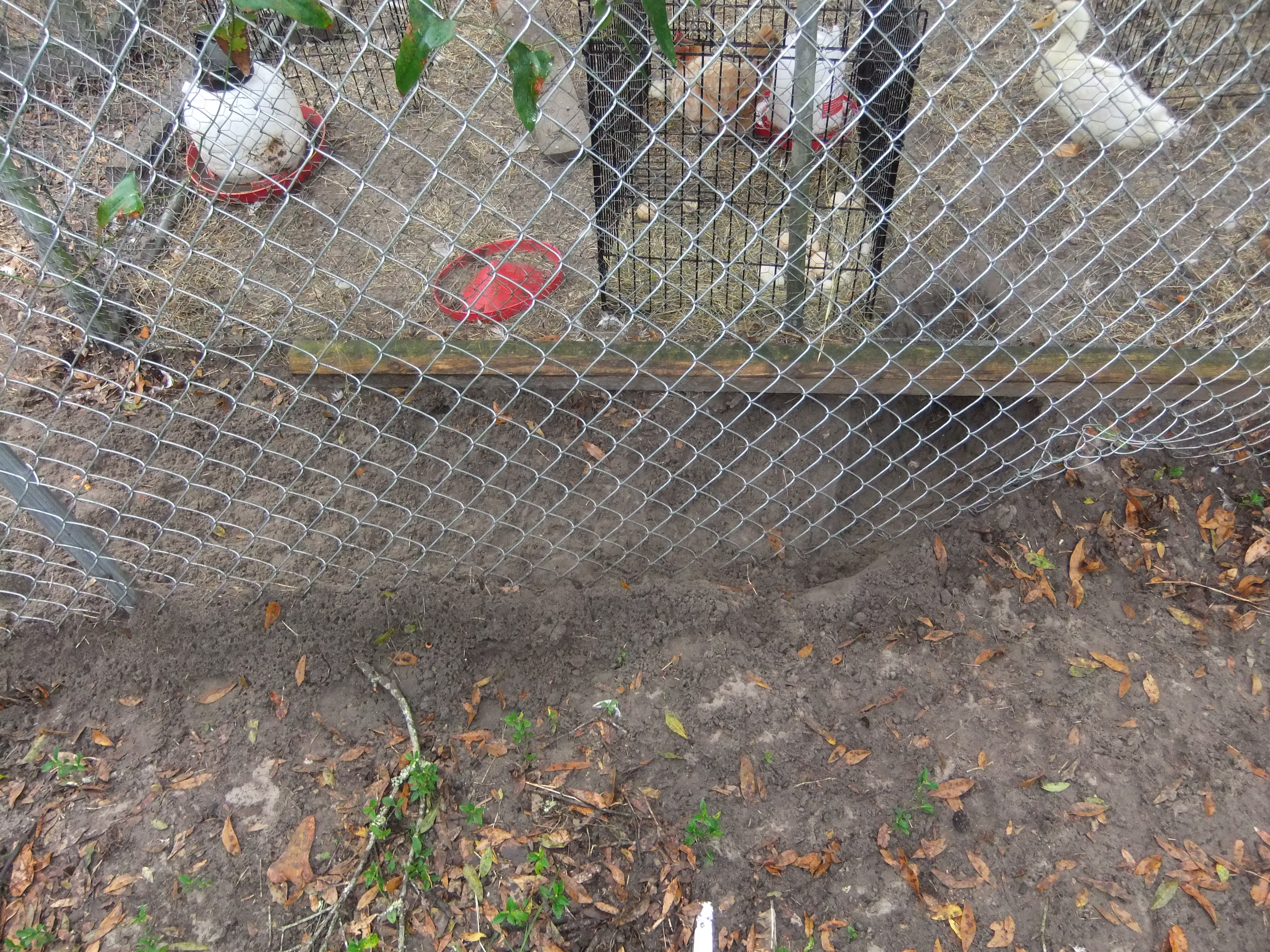 It has been a while since we been raided by raccoon's & other predators raided & killed my farm animals. Is why I know I need a 22 with a quiet way to fire it, if possible, also with a nigh light mounted on it.
We will have to get an idea of how much livestock we lost. I would say end of humans don't have anything on these critters. They got a baby duck not the one I posted that hatched this season. We had another one it got ate last night.
I know it is a band of raccoon's. They're evil. really/serious
Will have to make an elaborate way to keep em now. & do not like killing animals, but living in the sticks calls for certain calls of action. I did not want war, but there is no other choice but to root em out somehow.
just a note, animals up higher had better chances than the one's closest on birch where the raccoon's came in. I will set traps & catch & release more than likely, even though I am not upset to point of killing them. I am at wits end & think the more rational thing to do would be to kill it.