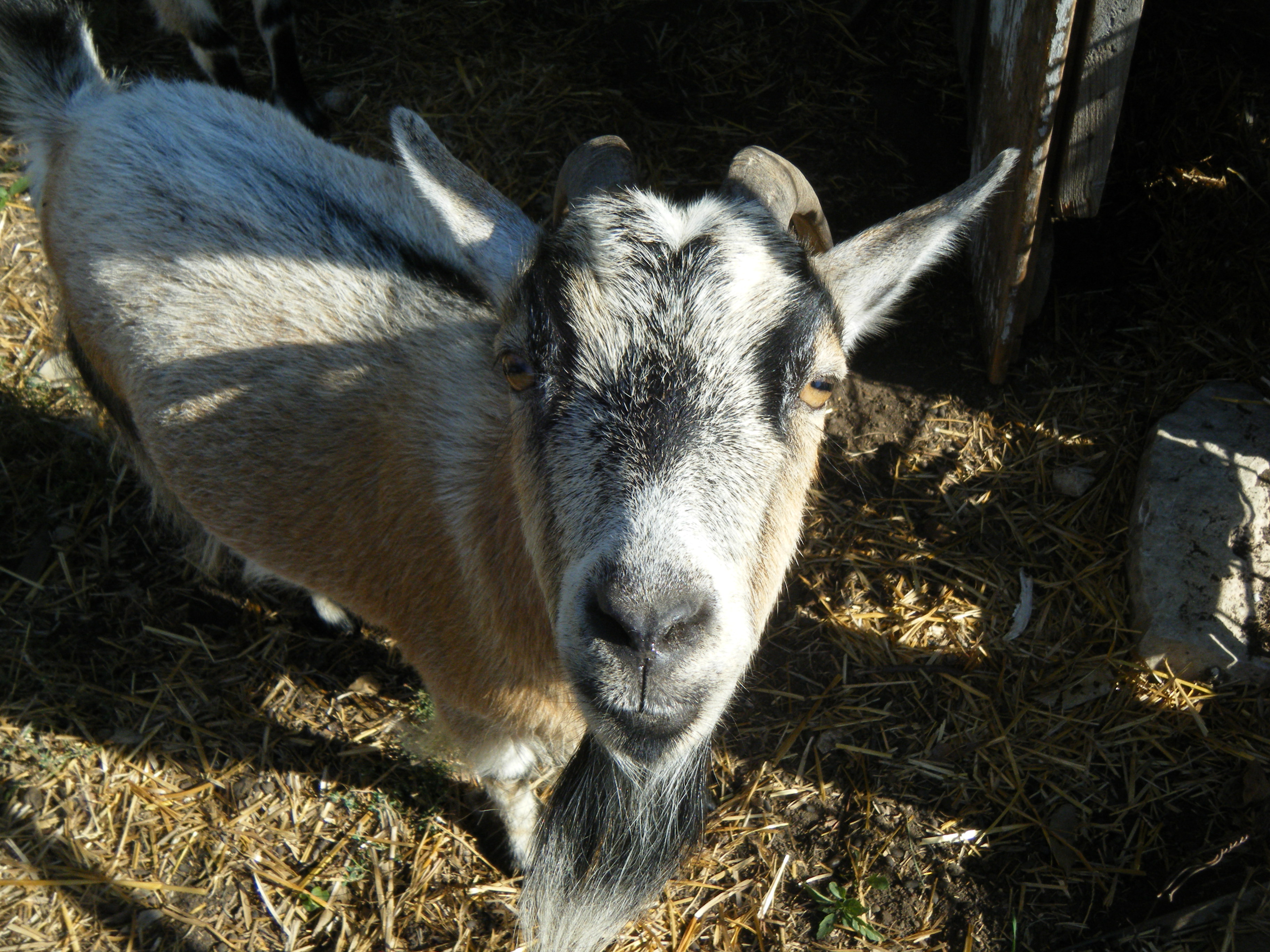 It is only a myth that goats will eat tin cans. They will however grab the strap on your camera and drag it around.