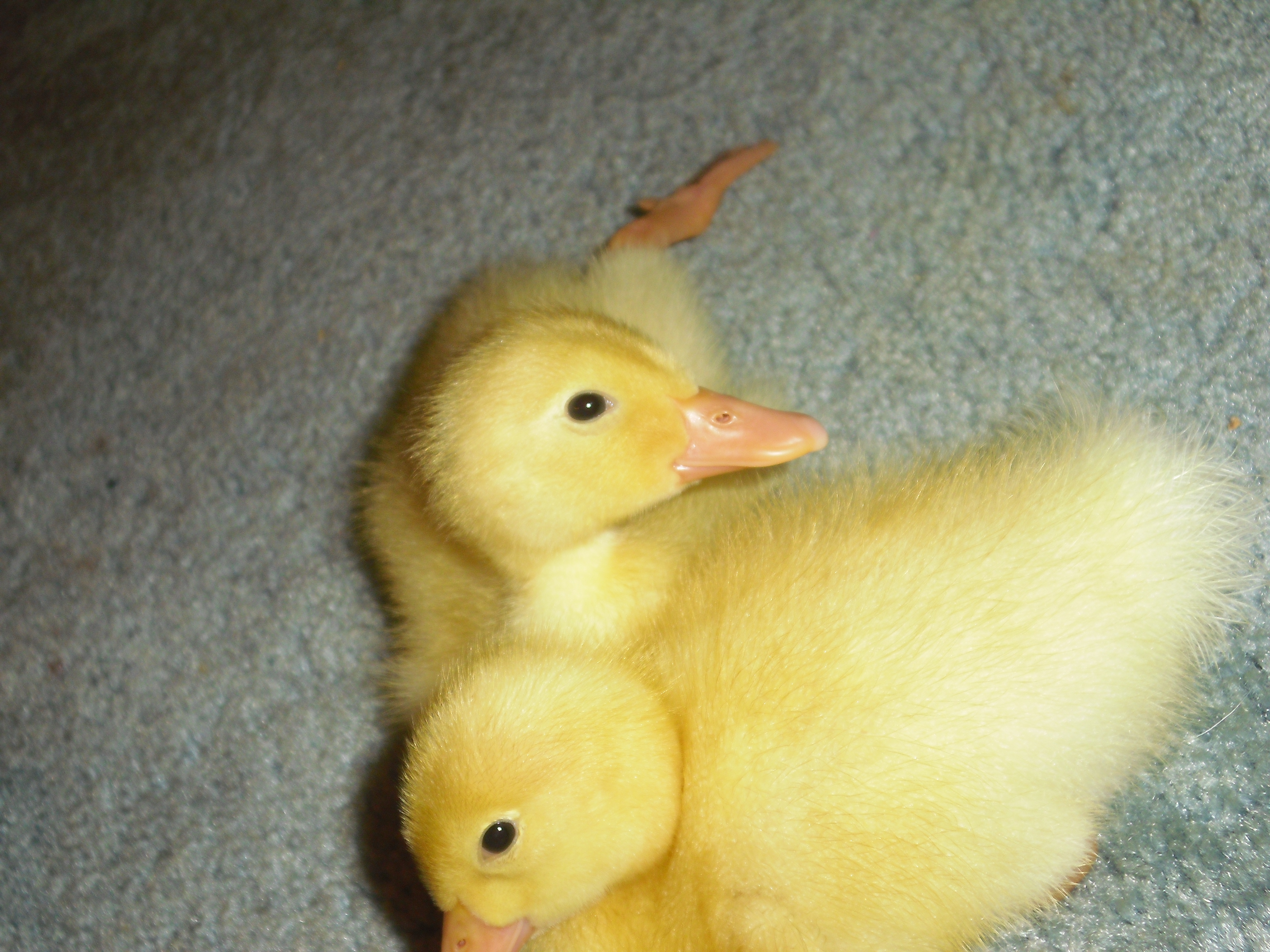 It is so hard to resist grabbing a duckie foot!