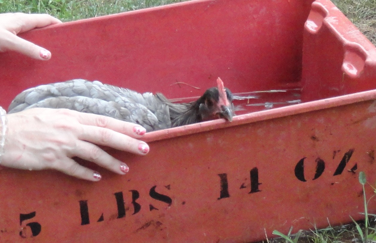 It is the middle of August and Bonnie has been broody since June ~ trying the cold water dunk, if this doesn't work we're buying hatching eggs! She actually liked this and was floating for a while... it was probably a relief from her raging hot hormones.