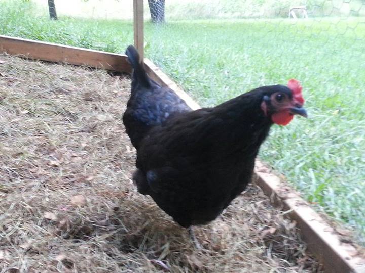 *
it looks like they are trying to build their own nest. this worries me a bit. but i have read how to get them laying in the nester., that is once they start laying.