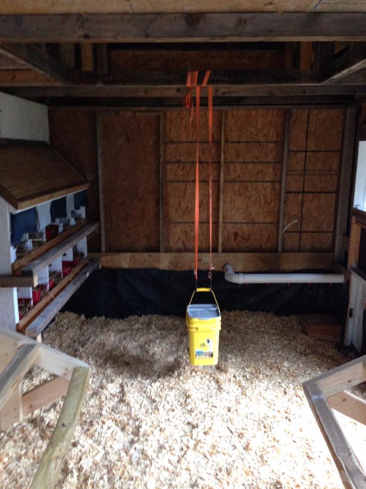 It took three bags of pine shavings to cover the floor about 3" deep. As I mentioned, we are switching to sand by this spring. I can see already there will be eggs buried in this stuff.