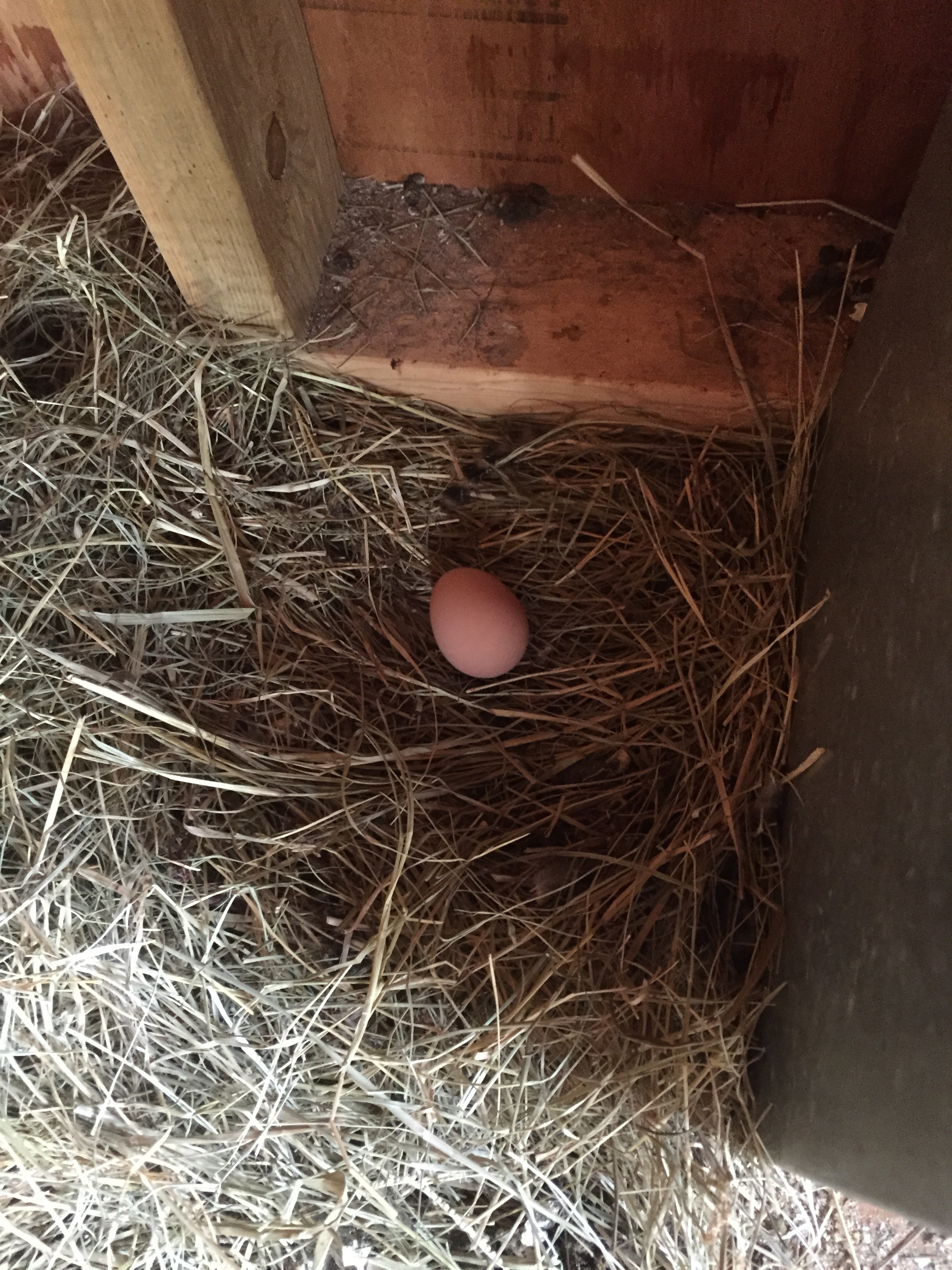 It took us a little bit to get the hens to lay in the nesting boxes. In this picture the egg is laying on the floor.