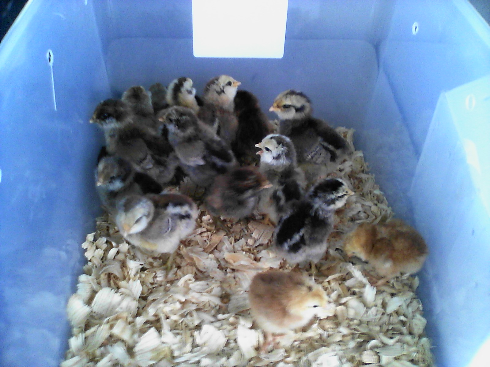 It was a fun day last Saturday.  Went to see my daughter perform at a show choir competition and picked up these little beauties.  Originally I was only supposed to pick up 10, then she had five more so we are up to 15.  Then she told me she hatched two Buckeyes and so I could not resist that. So I have 15 Easter Eggers and 2 Buckeyes.  What fun this will be.