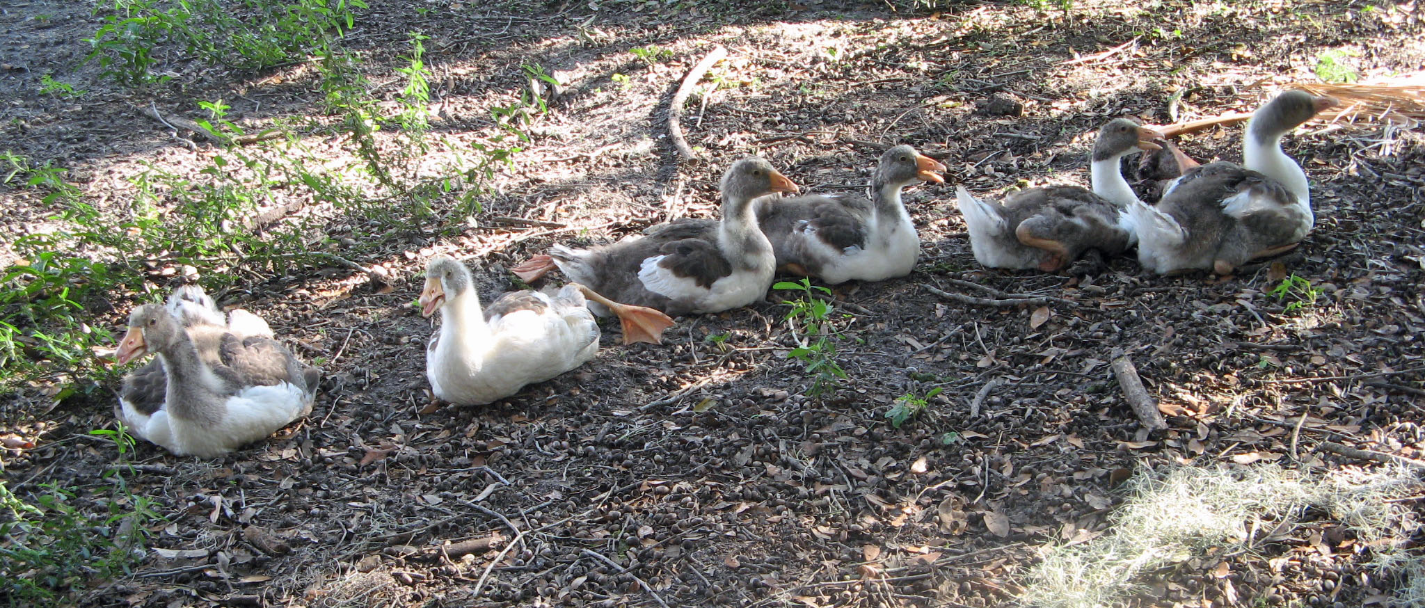 It was hot and the geese lined up in the shade.
6-13-12