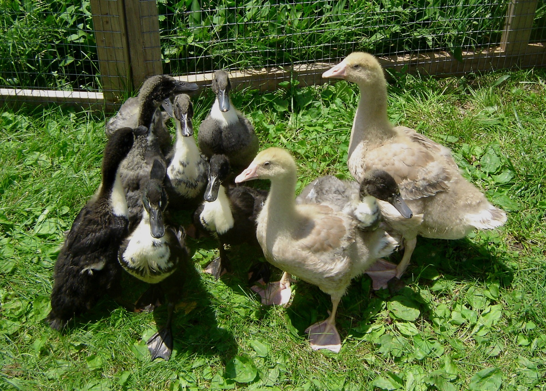 It was interesting to observe their strong flock mentality. Our chickens have no problem striking out on their own, but the ducks and geese always stick together.