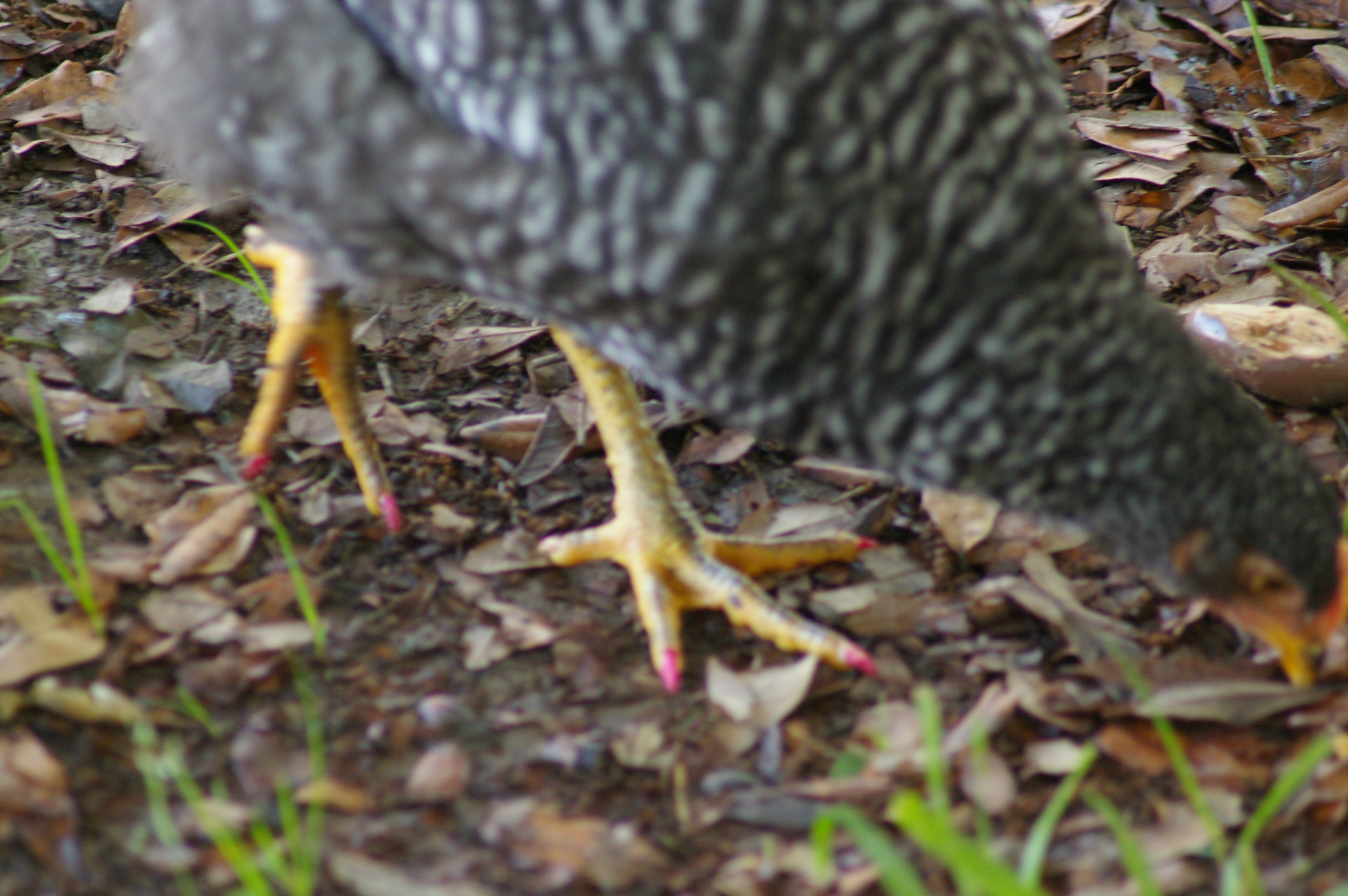 It was spa day at the chicken ranch!