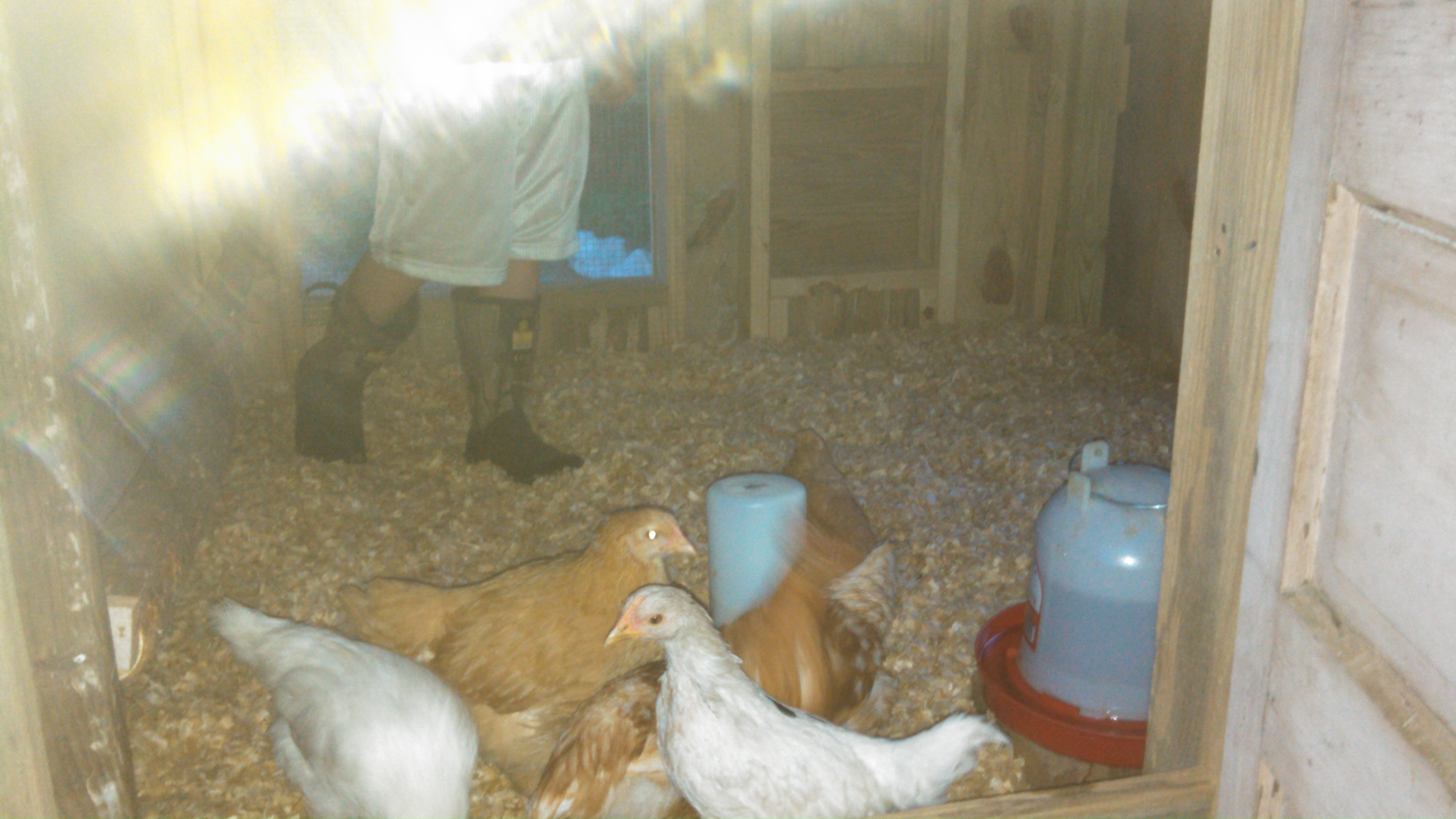 It was time to move the girls in.  They had outgrown the brooder.  Just have to finalize the run and it will be all done.