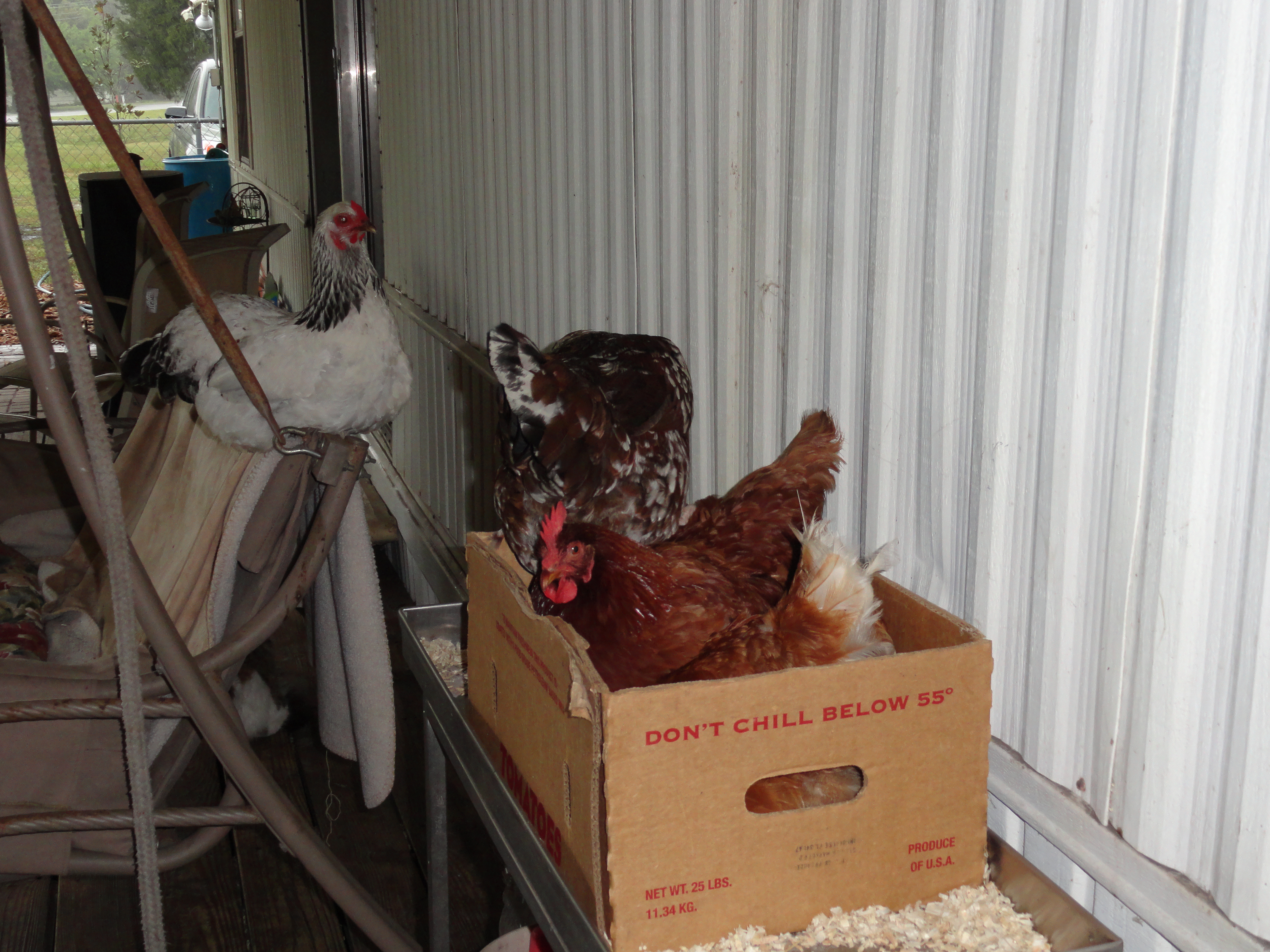 It would be far to walk to go back to the coop where 8 laying boxes await you...