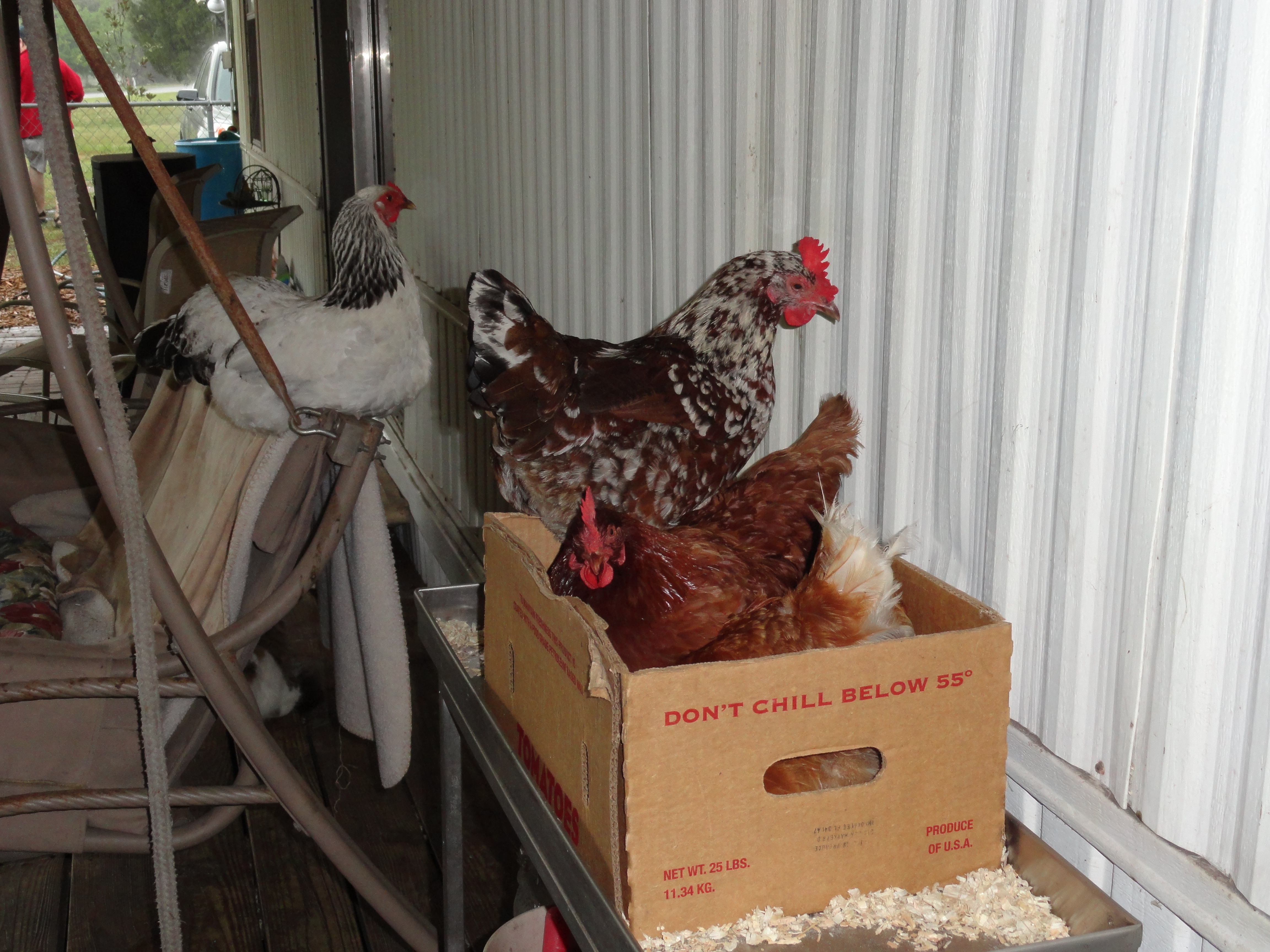 It would be far to walk to go back to the coop where 8 laying boxes await you...