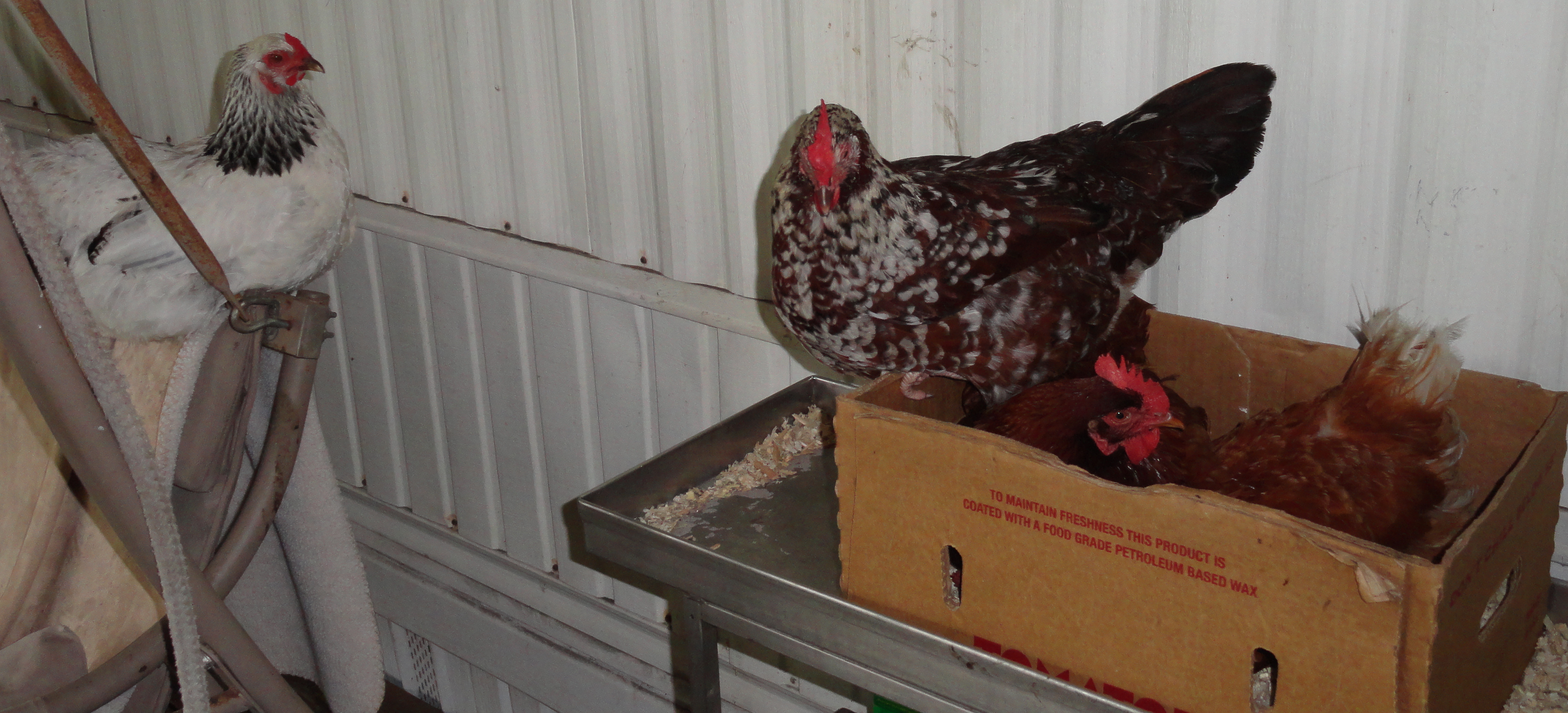 It would be far to walk to go back to the coop where 8 laying boxes await you...