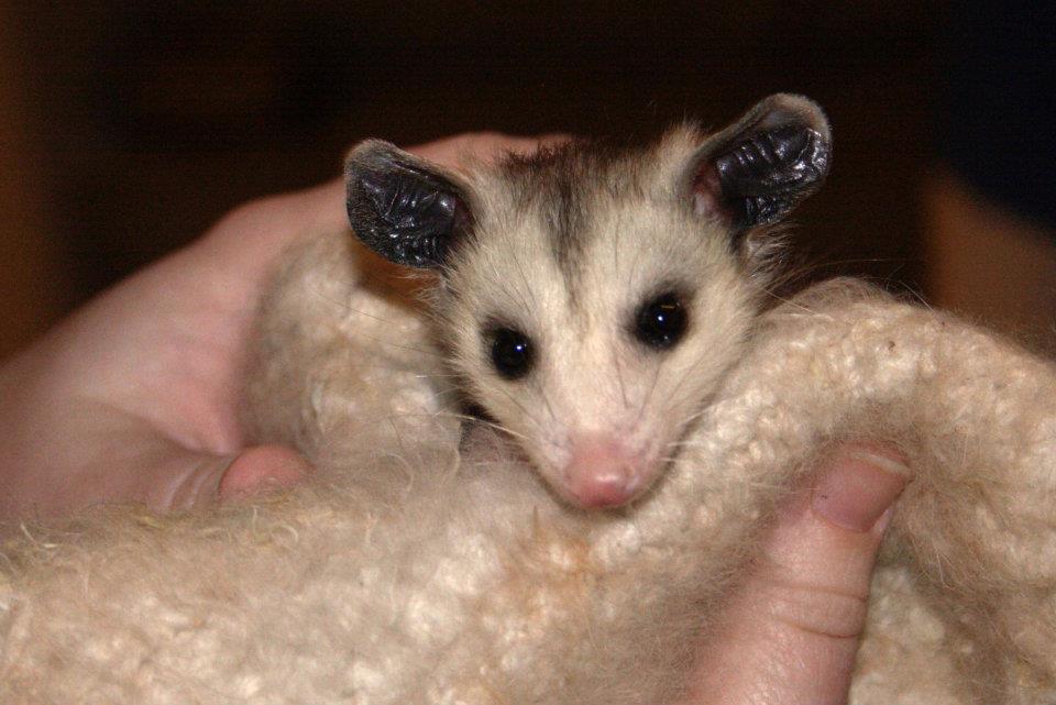 Itchy..Opposum