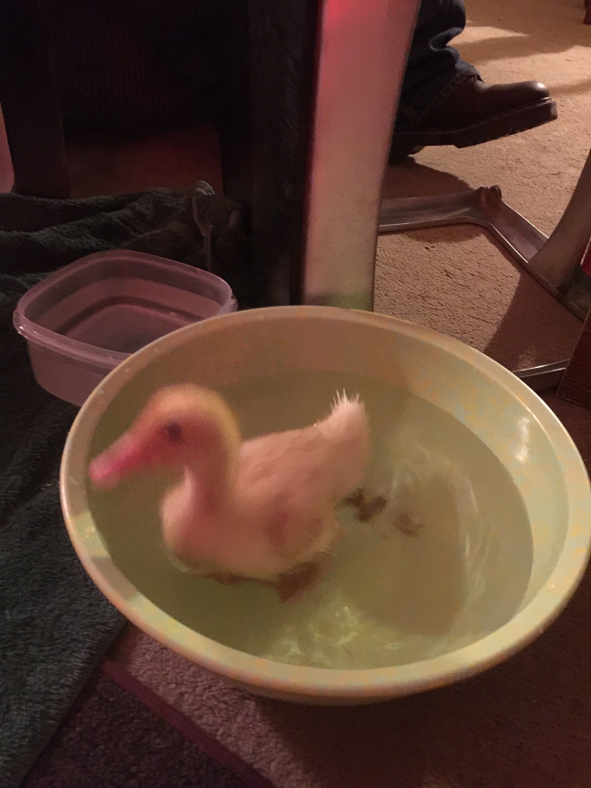It's a little blurry, but one of our Pekins as a duckling, so small it could swim in a large bowl!! It seems like it was just yesterday! We didn't know what genders they were until they were fully feathered and our Donald developed a loud HONK! and Daisy still kind of peeps, unless she's scared.