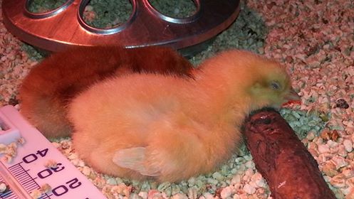 It's been a busy morning.  (Buff Orpington and Rhode Island Red snuggling, 4 days old)