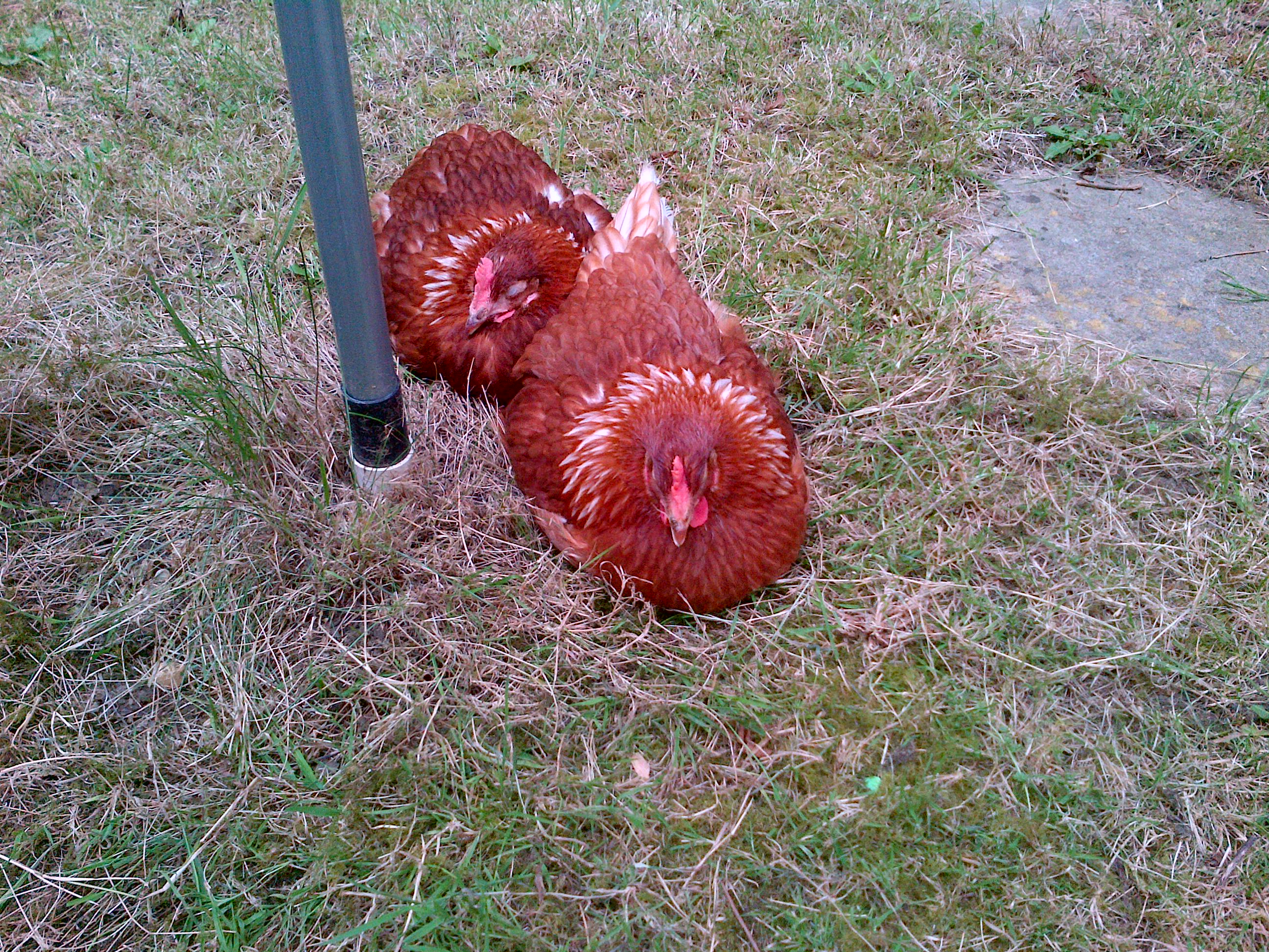 It's been a hard day grazing...