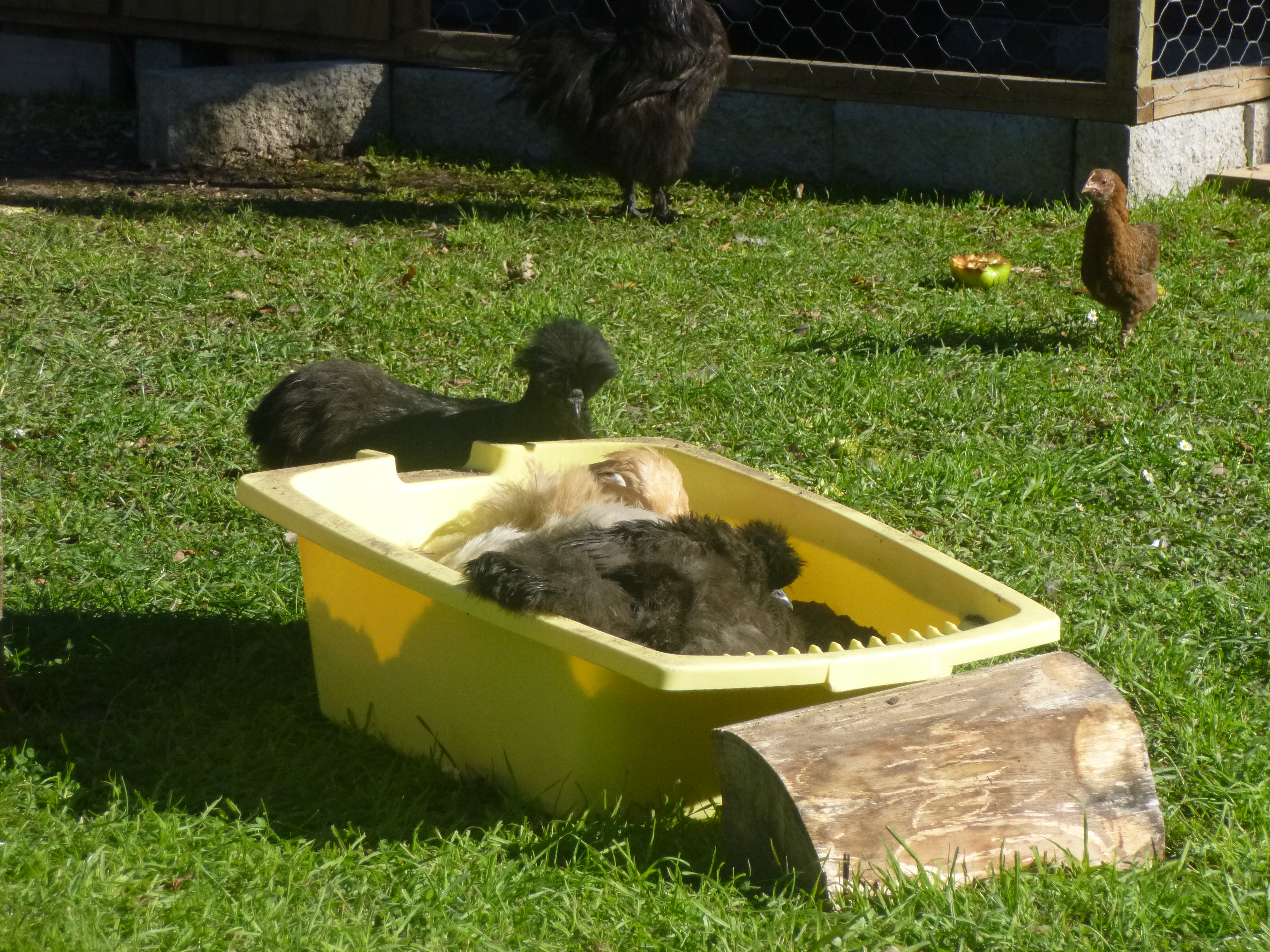 Its been a terrible autumn here, lots of rain and flooding. there was no dry dirt/ space for them to dust bath so I brought a second hand baby bath and dried out some dirt for them. everyone flocked to it haha. they loved it :)