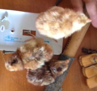 Its blurry but shows the color variations